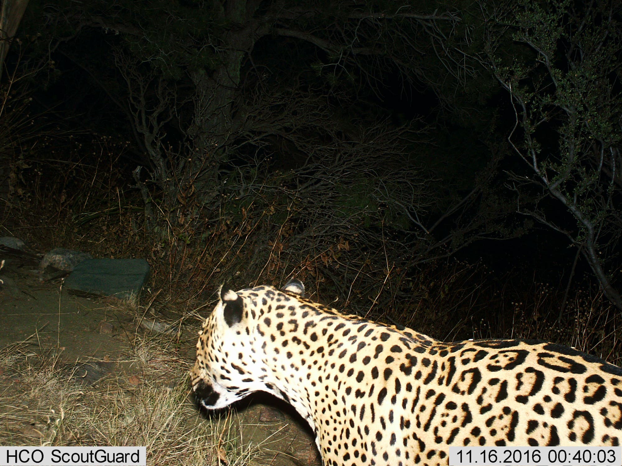 ein Jaguar in den Dos Cabezas Mountains 