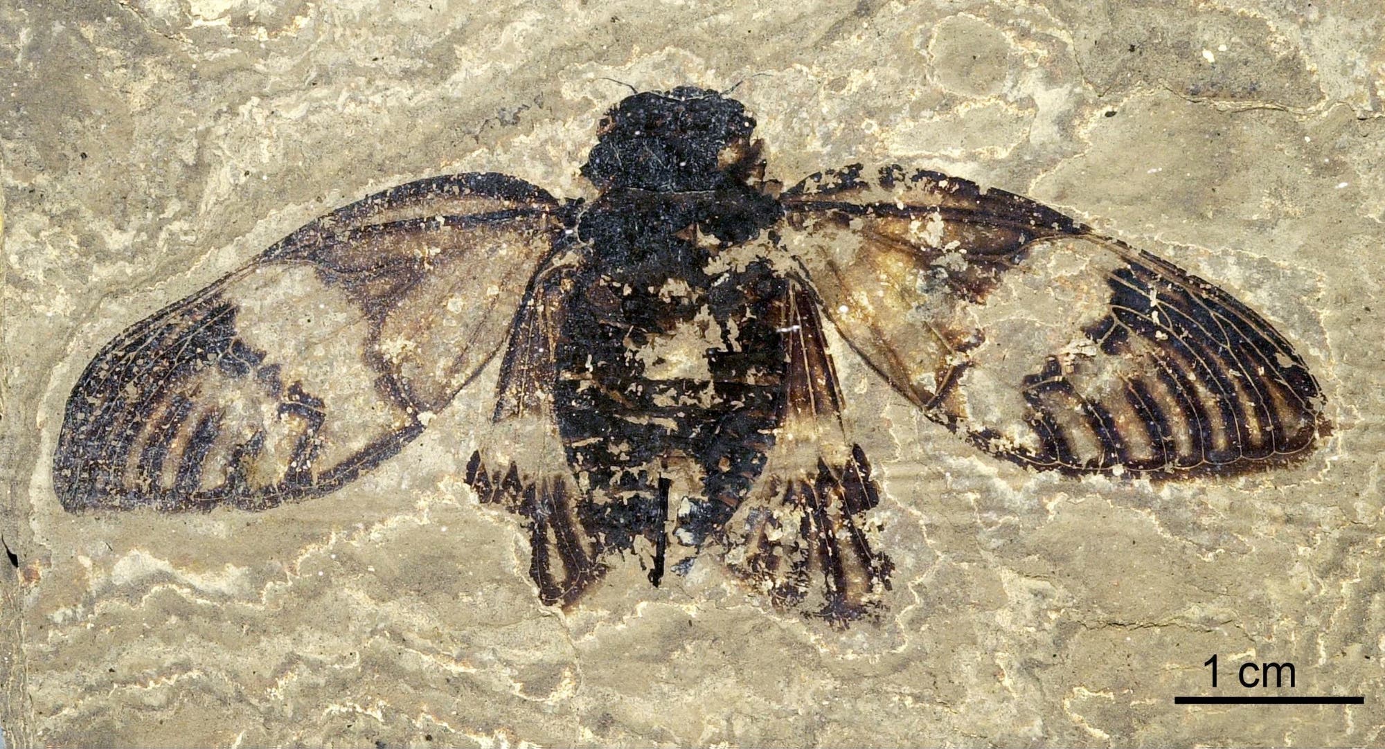 Fossil einer Zikade, eingebettet in helles Gestein. Die Flügel sind ausgebreitet und zeigen detaillierte Adern. Die dunklen Bereiche des Fossils heben sich deutlich vom umgebenden Material ab. Fossil einer Zikade, eingebettet in helles Gestein. Die Flügel sind ausgebreitet und zeigen detaillierte Adern. Die dunklen Bereiche des Fossils heben sich deutlich vom umgebenden Material ab.