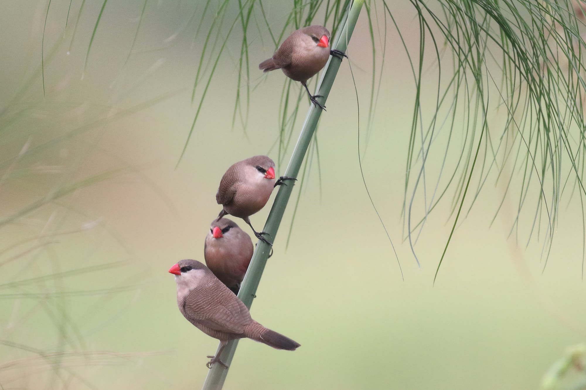 Vier kleine V&ouml;gel mit grauem Gefieder und roten Schn&auml;beln sitzen auf einem gr&uuml;nen, schr&auml;g wachsenden Zweig. Der Hintergrund ist unscharf und zeigt sanfte Gr&uuml;nt&ouml;ne, die eine nat&uuml;rliche Umgebung andeuten. Die V&ouml;gel sind in einer vertikalen Linie angeordnet, was ein harmonisches Bild ergibt.