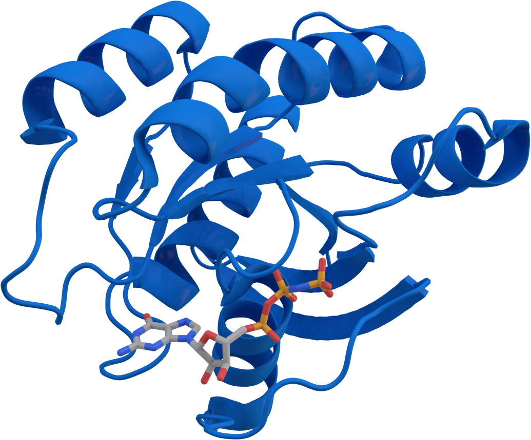 Darstellung des KRAS-Proteins