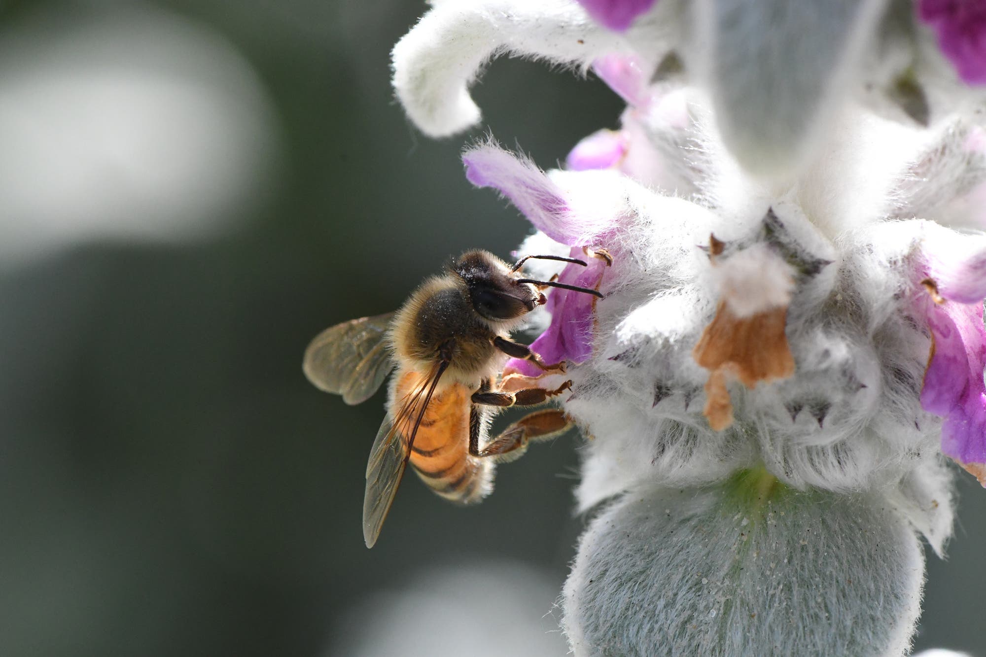 Europäische Honigbiene auf einer lilaweißen Blüte.