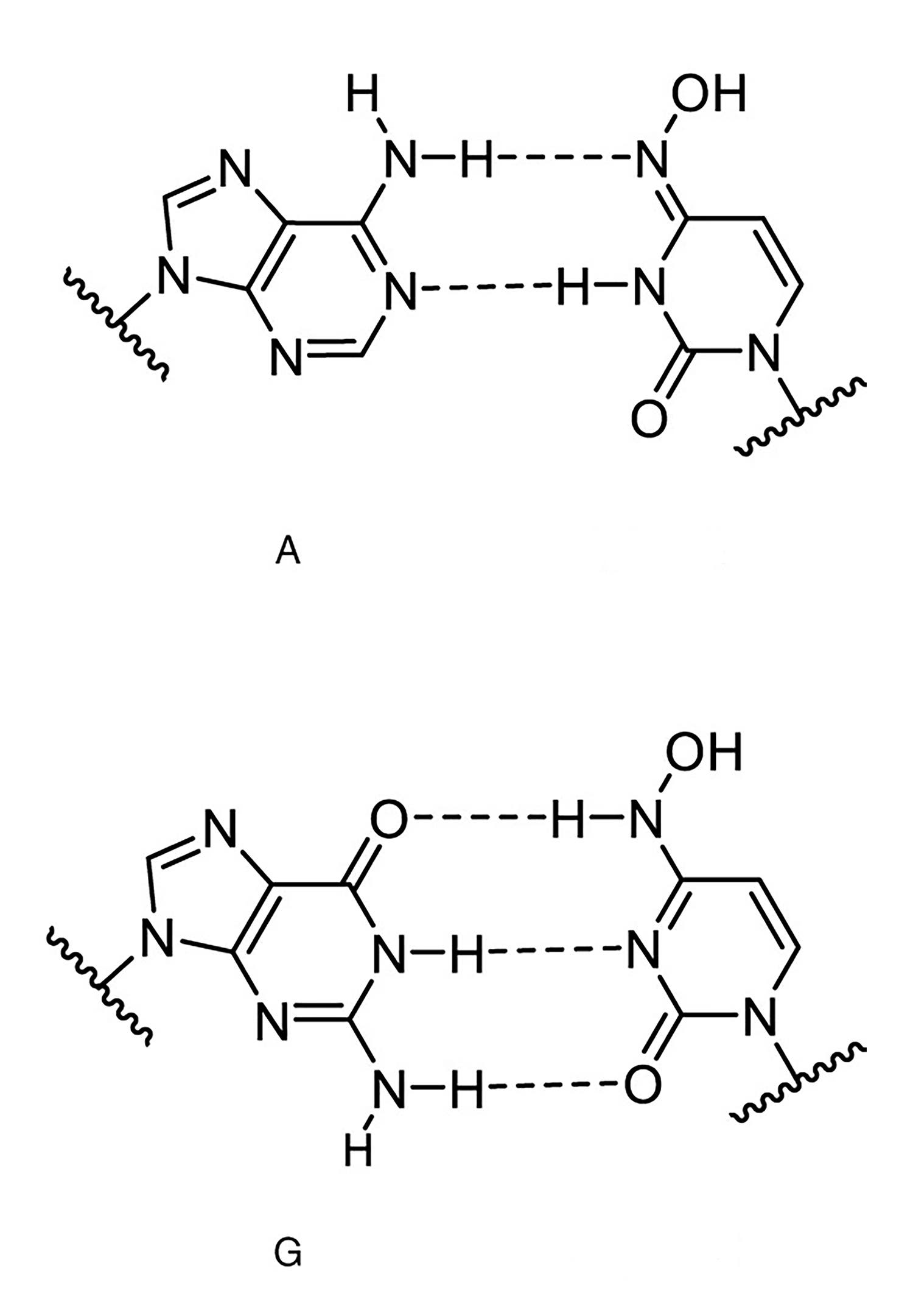 Die zwei Strukturen des NHC mit ihren jeweiligen Bindungen an Adenosin und Guanosin