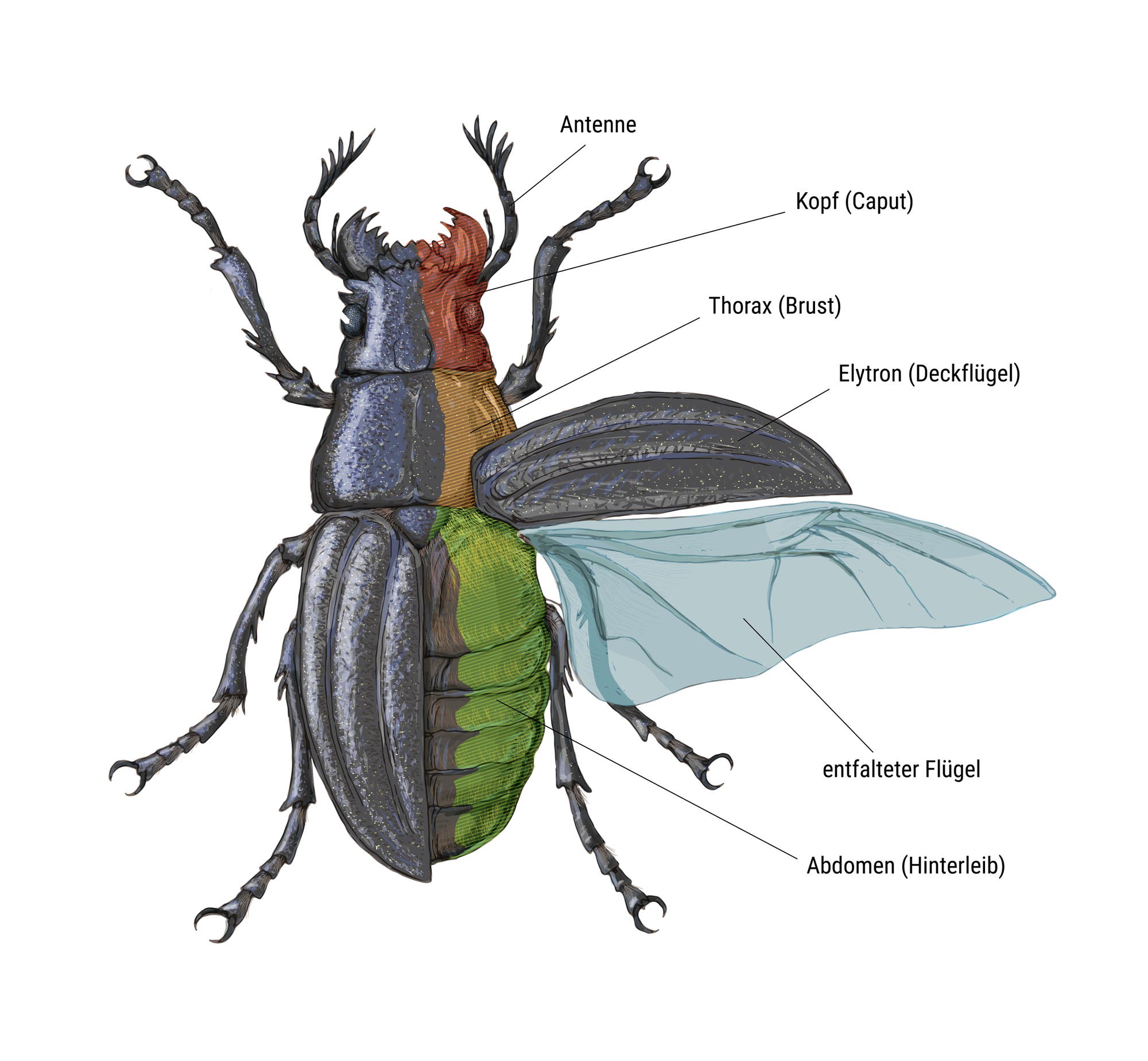 Käfer-Anatomie