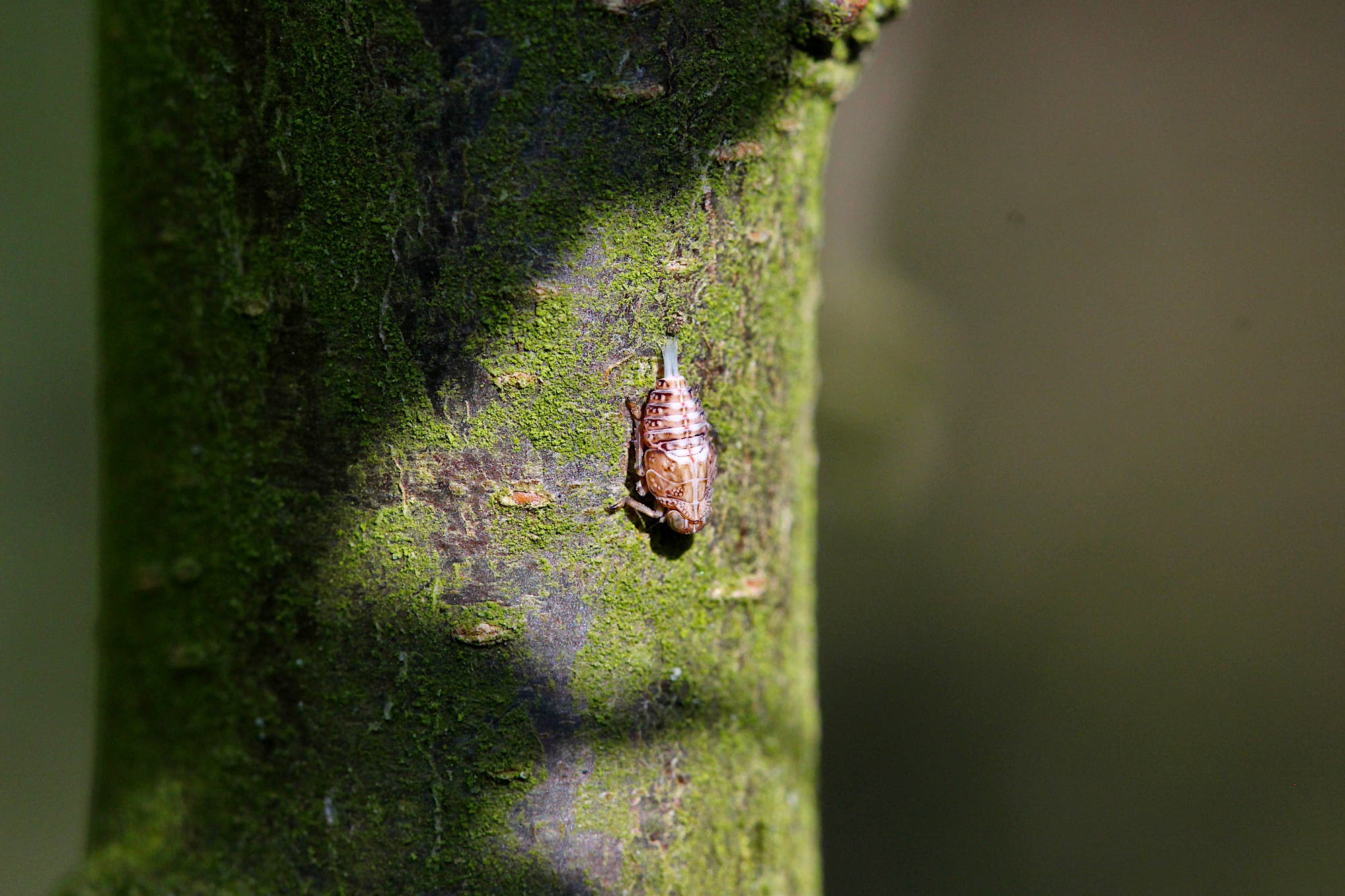 Nymphe einer Käferzikade sitzt auf einem grün-braunen Stamm: Aus dem Hinterleib der grau-braun-weißen Nymphe ragen blassblaue Wachsfäden.