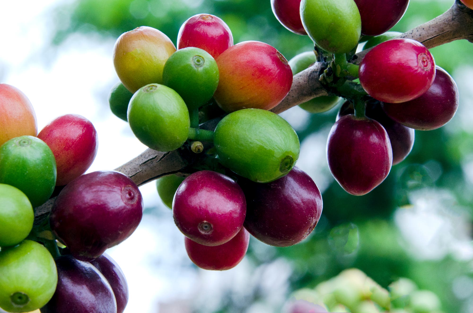 Gibt es natürlichen koffeinfreien Kaffee?