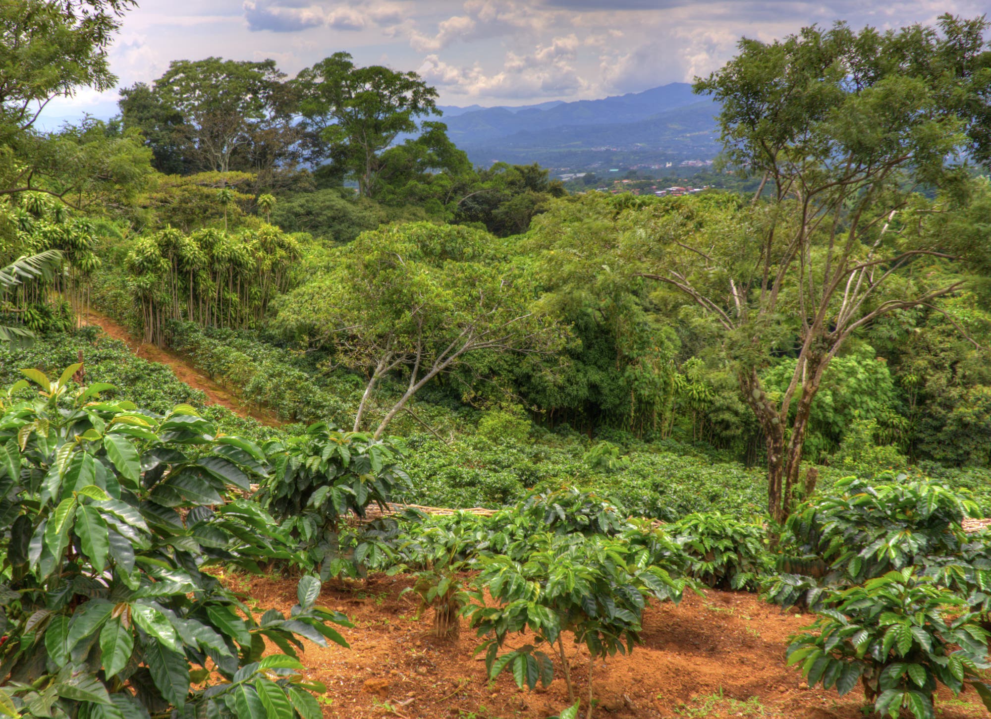 Kaffeeanbau im Regenwald