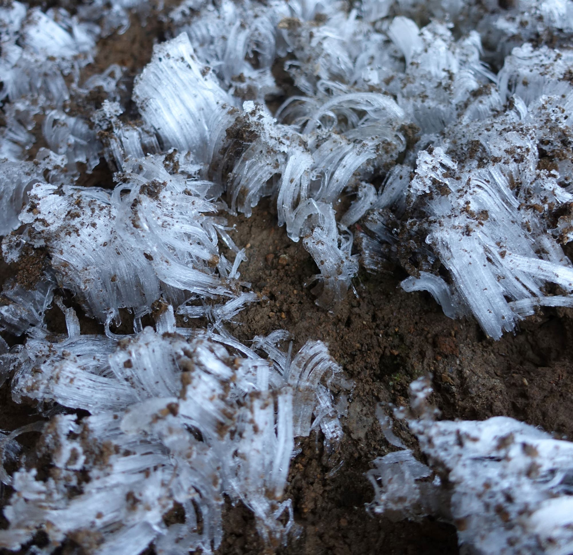 Ice needles grow on clay soil in different directions