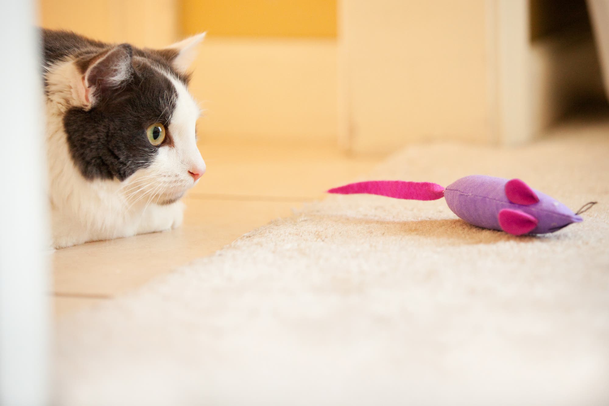Katze schleicht sich an Spielzeugmaus an