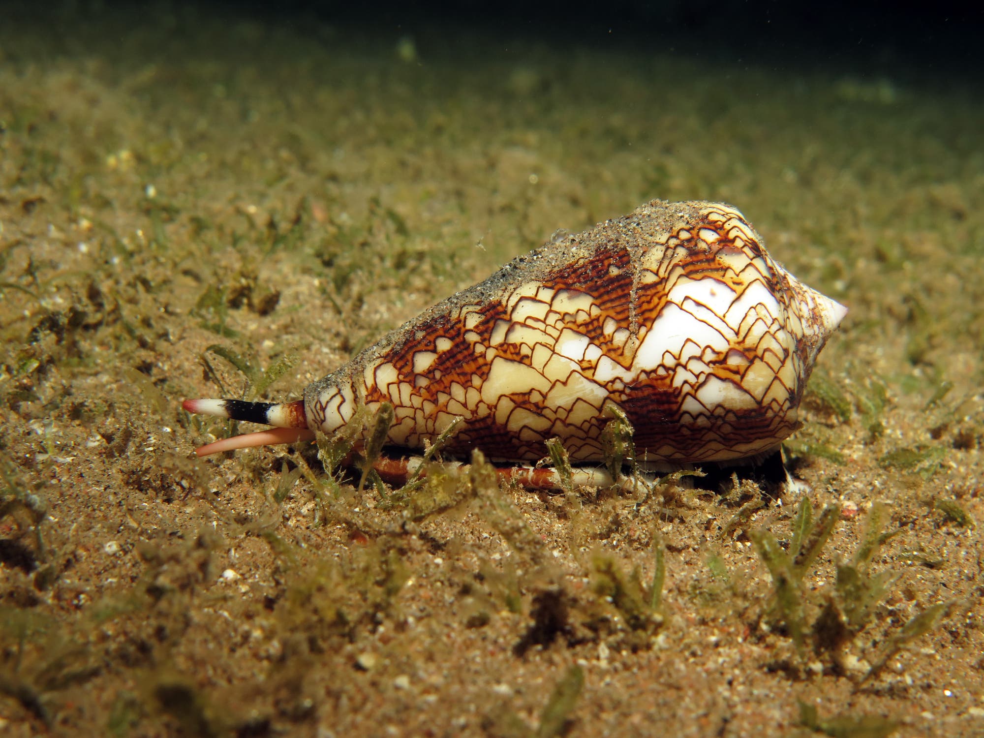 Eine hübsche Meeresschnecke mit einem braun-weiß gemusterten Gehäuse