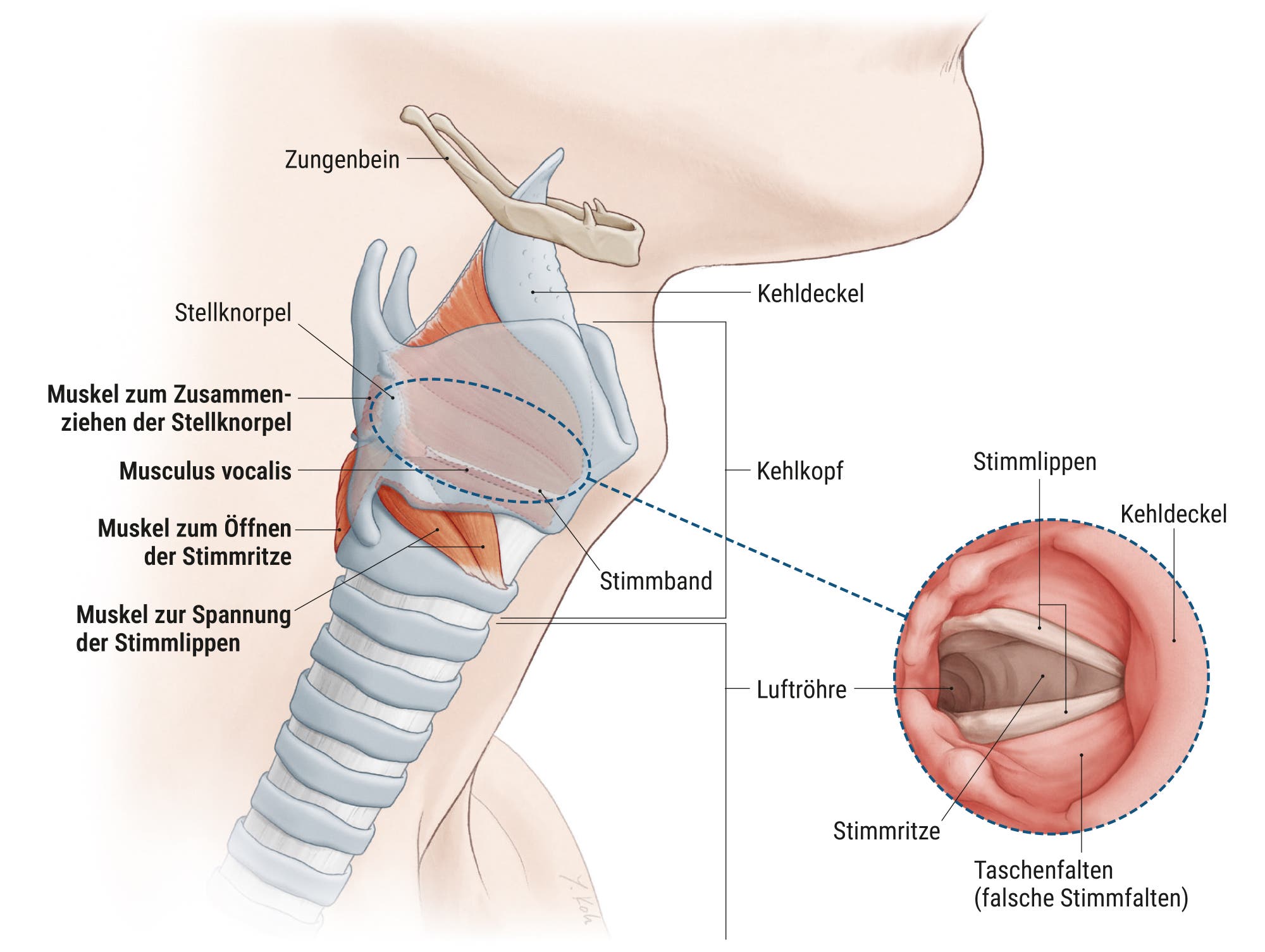 Illustration des menschlichen Kehlkopfes und der Stimmbänder. Das Bild zeigt die seitliche Ansicht des Halses mit Beschriftungen der anatomischen Strukturen wie Zungenbein, Stellknorpel, Kehlkopfdeckel, Stimmlippen und Luftröhre. Ein vergrößerter Ausschnitt zeigt die Stimmbänder und Taschenfalten. Beschriftungen heben die Muskeln hervor, die für das Zusammenziehen der Stellknorpel, das Öffnen der Stimmritze und die Spannung der Stimmlippen verantwortlich sind.