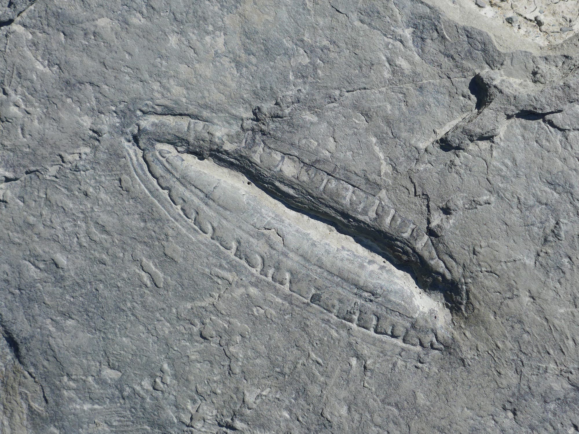 Kimberella-Fossil