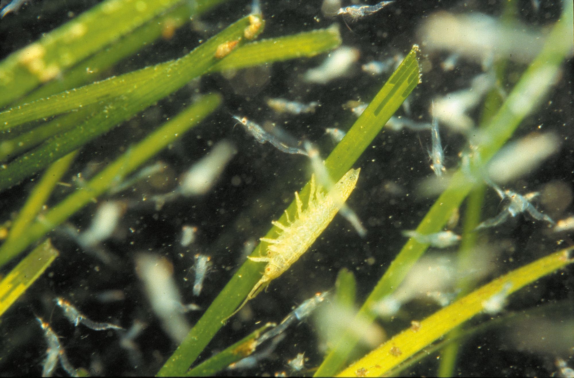 Eine Nahaufnahme eines Seegrases im Wasser, umgeben von kleinen Meereslebewesen wie Krebstieren und Jungfischen. Das Bild zeigt die Vielfalt des Lebensraums, den Seegraswiesen bieten.