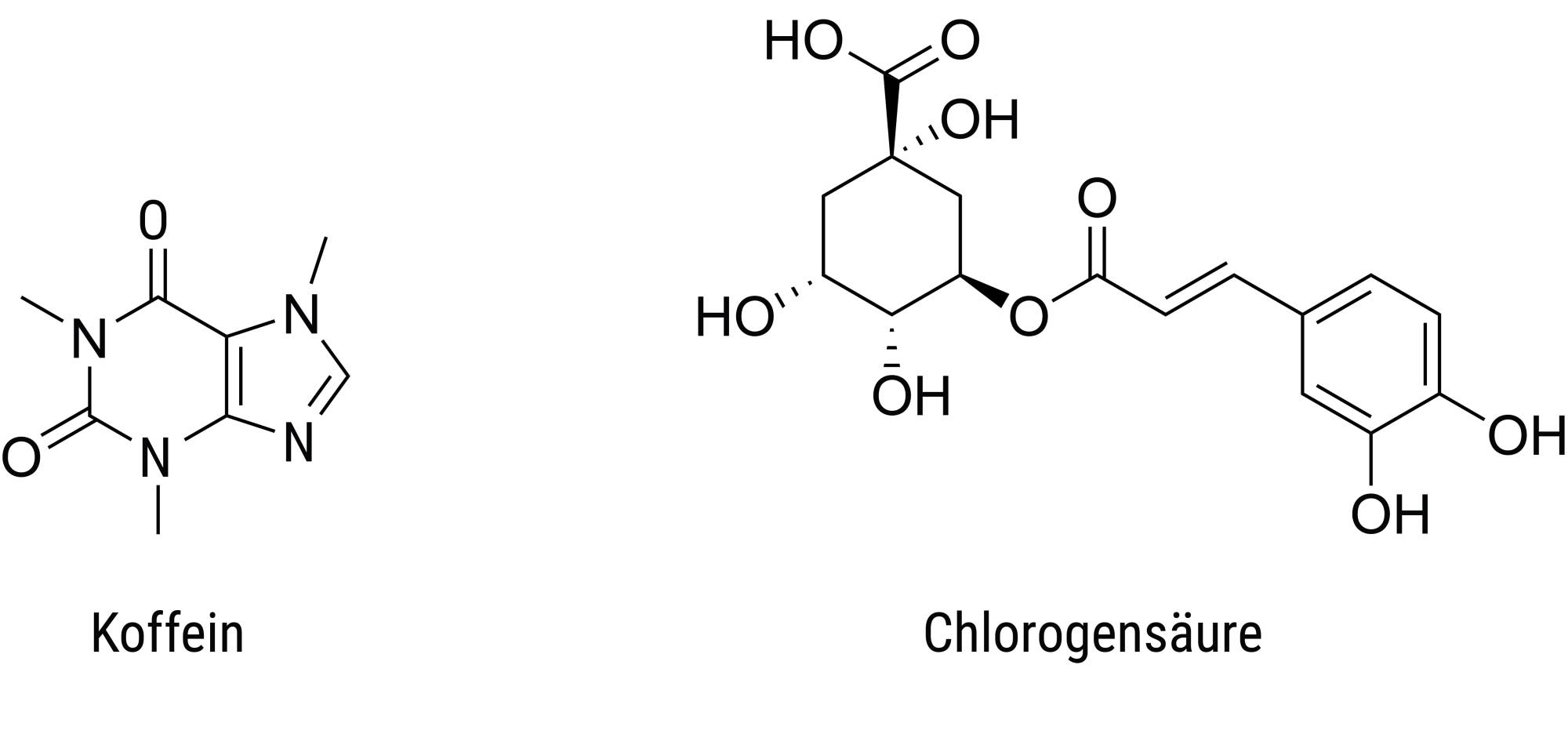 Die Abbildung zeigt die chemischen Strukturen von Koffein und Chlorogensäure. Links ist die Struktur von Koffein dargestellt, bestehend aus einem stickstoffhaltigen Ring mit drei Methylgruppen. Rechts ist die Struktur von Chlorogensäure zu sehen, die aus einem komplexeren Molekül mit mehreren Hydroxylgruppen und einem aromatischen Ring besteht. Beide Strukturen sind mit ihrem jeweiligen Namen beschriftet.