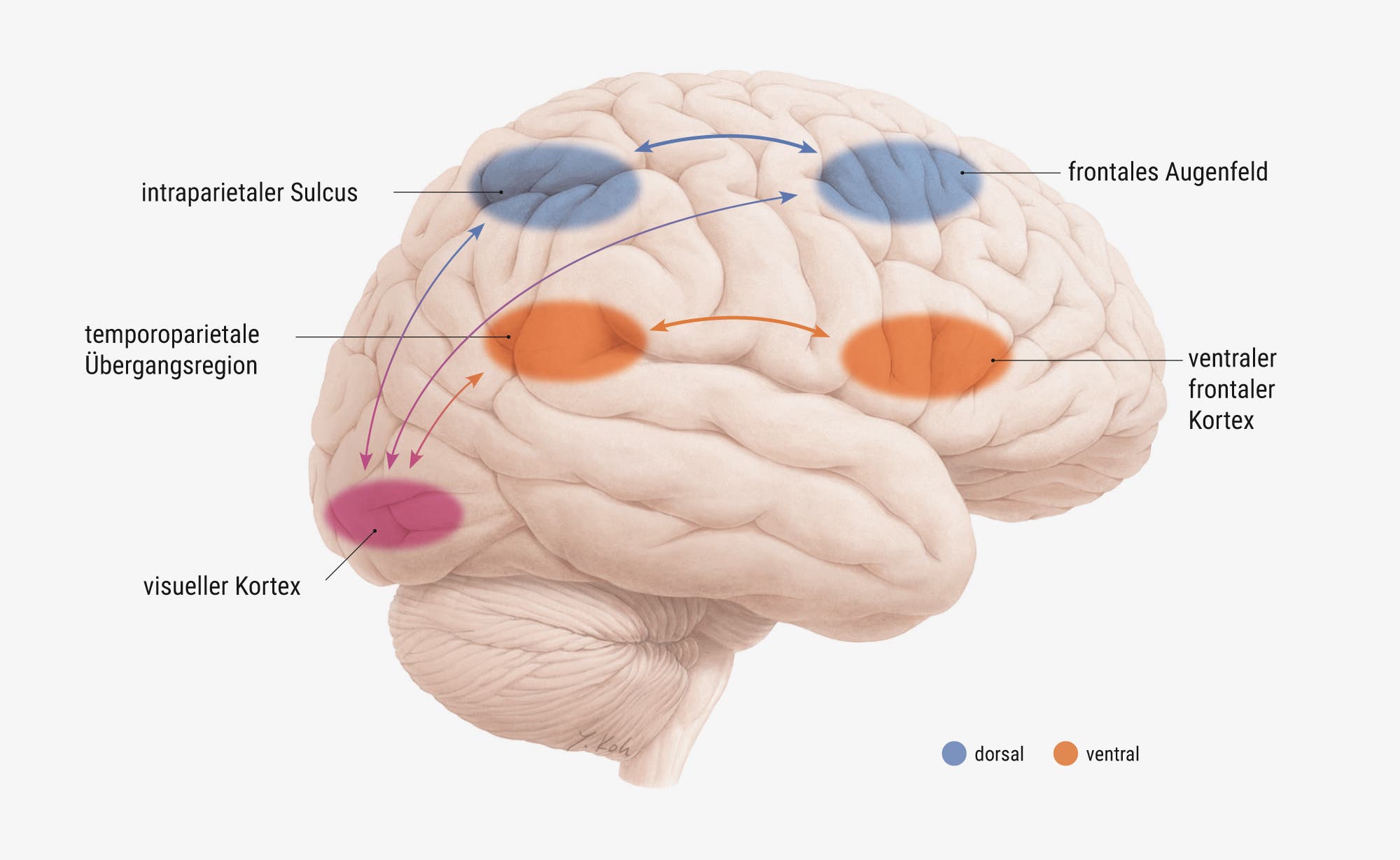 Hirngrafik mit farbig markierten Hirnregionen