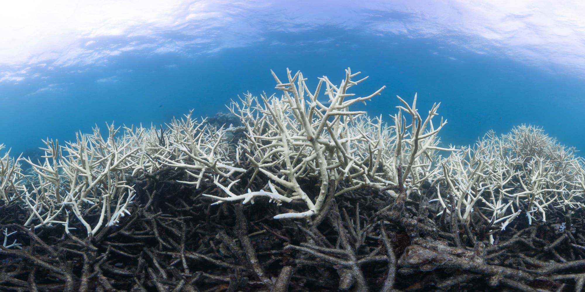 Todeszone im australischen Great Barrier Reef