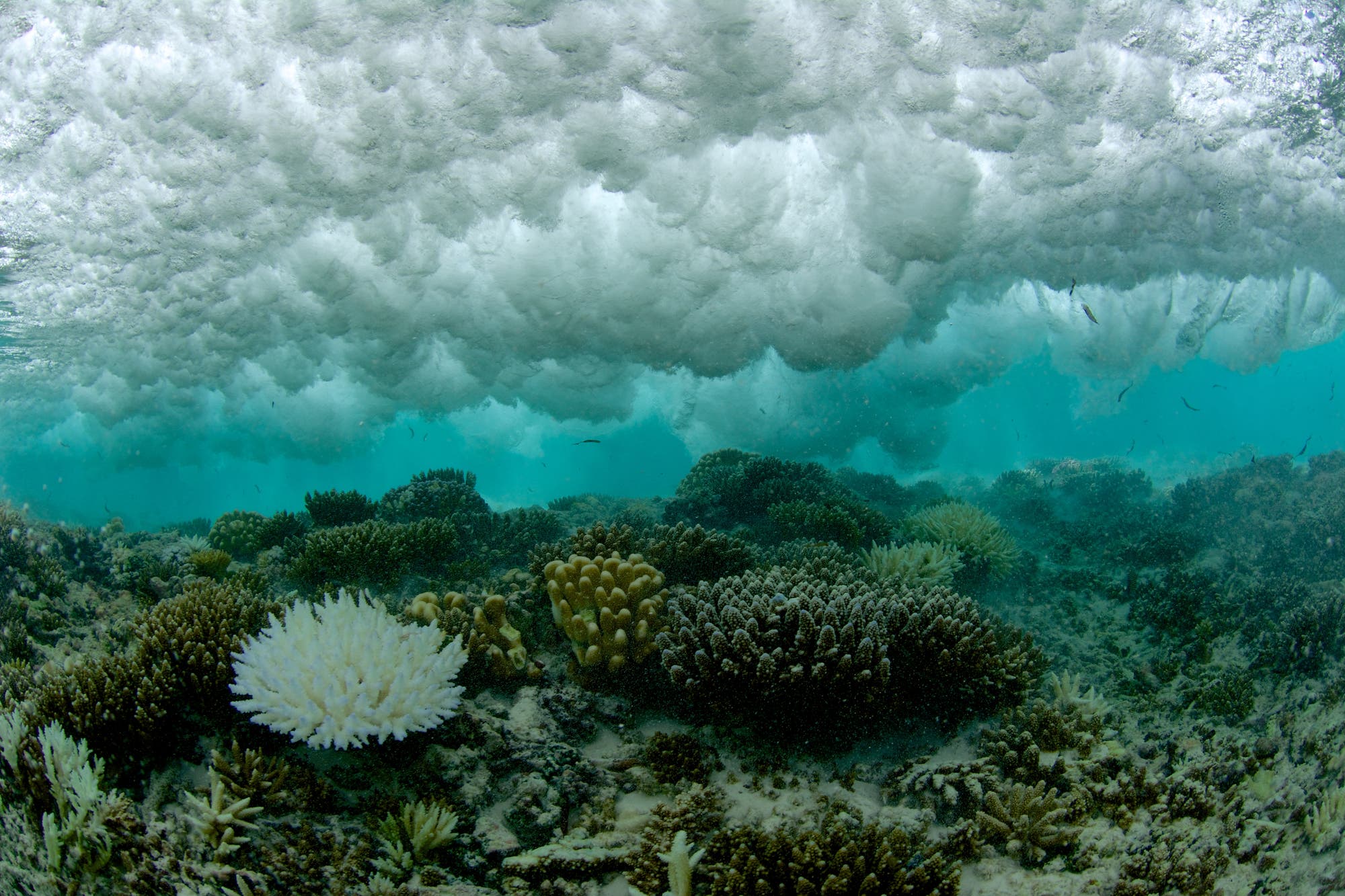 El Niño hat weltweit zu Wetterkapriolen geführt und eine großflächige Korallenbleiche ausgelöst, weil sich das Meer regional stark aufgeheizt hatte.