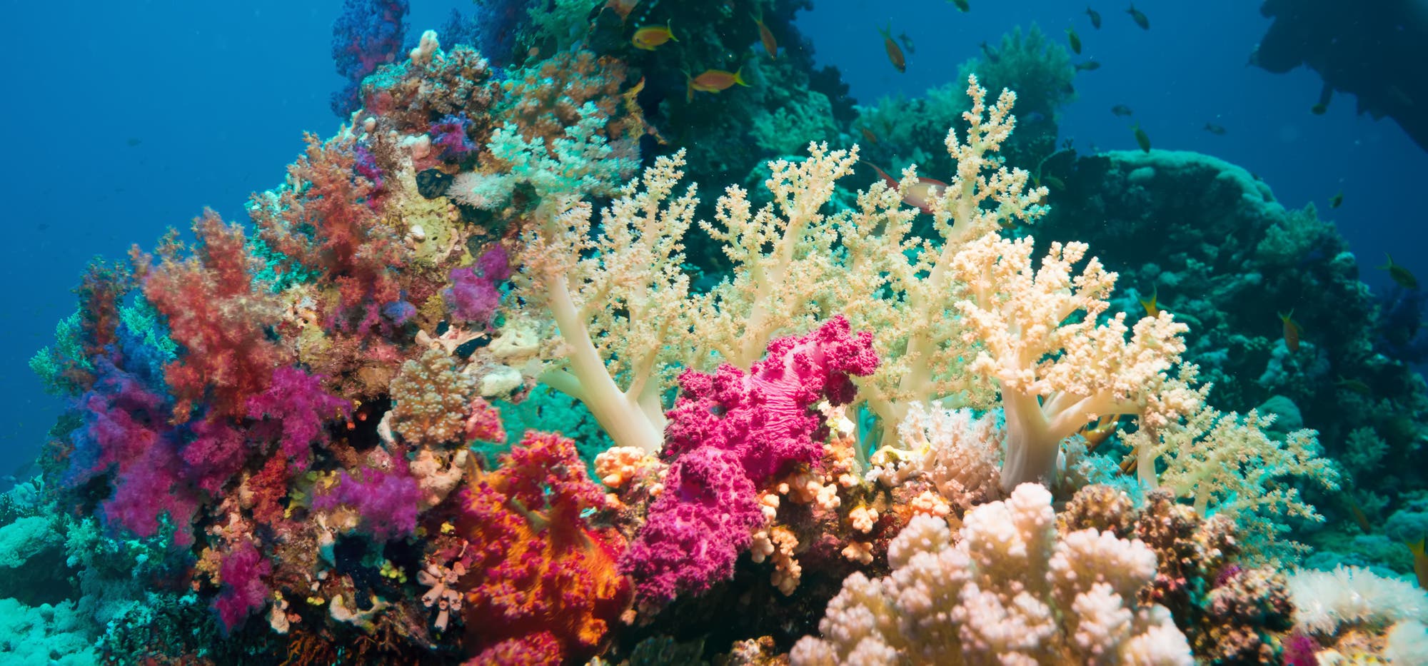 Ökosysteme wie Korallenriffe sind nicht nur voller Tier- und Pflanzenarten, sondern auch Fundgruben für Mikroben – und potenzielle Gegenmittel.