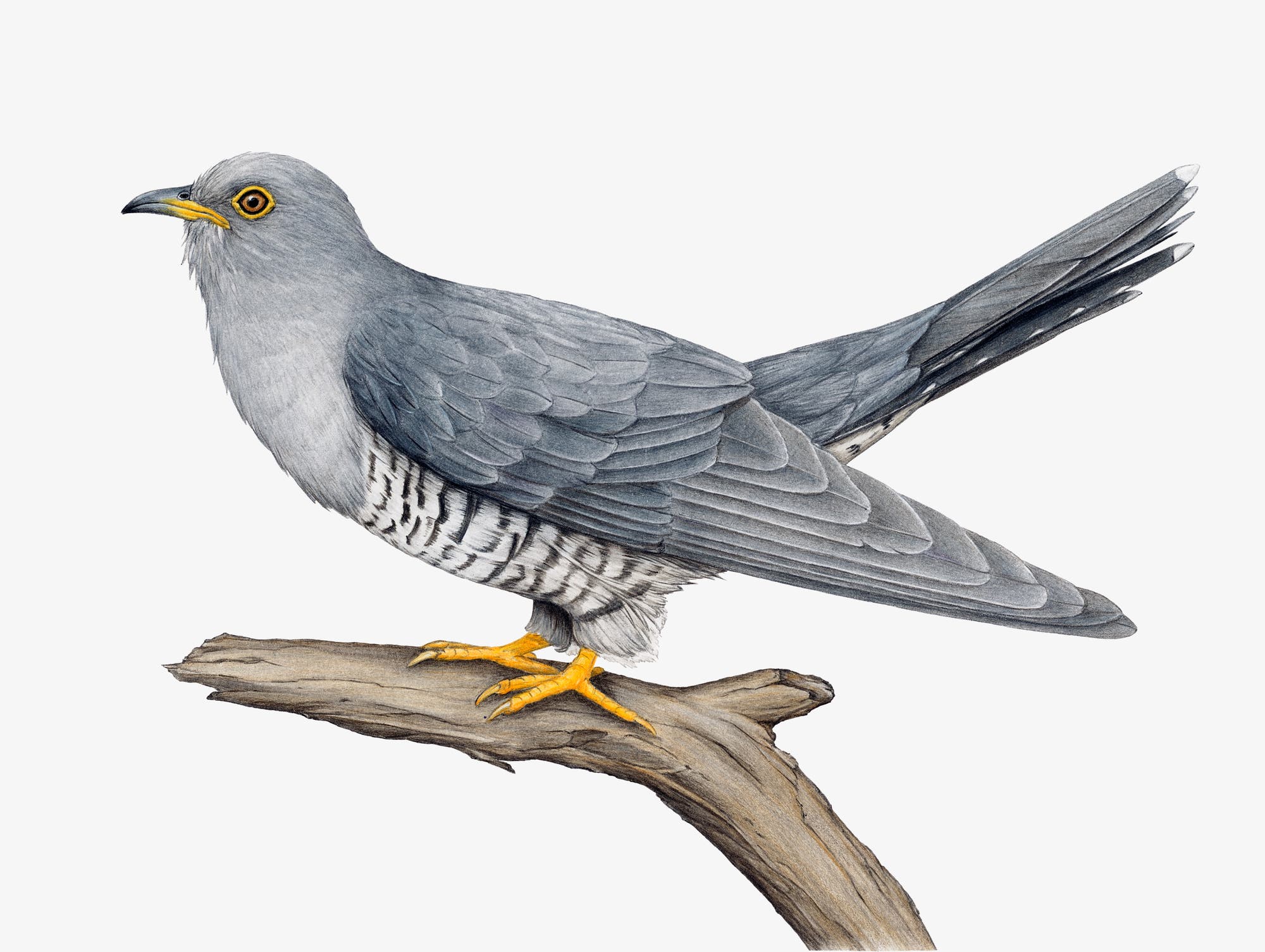 Eine detaillierte Illustration eines Kuckucks, der auf einem Ast sitzt. Der Vogel hat graue Federn mit einem leicht bläulichen Schimmer, gelbe Augen und gelbe Beine. Der Schwanz ist lang und gestreckt. Die Zeichnung hebt die feinen Details der Federn und die natürliche Haltung des Vogels hervor.