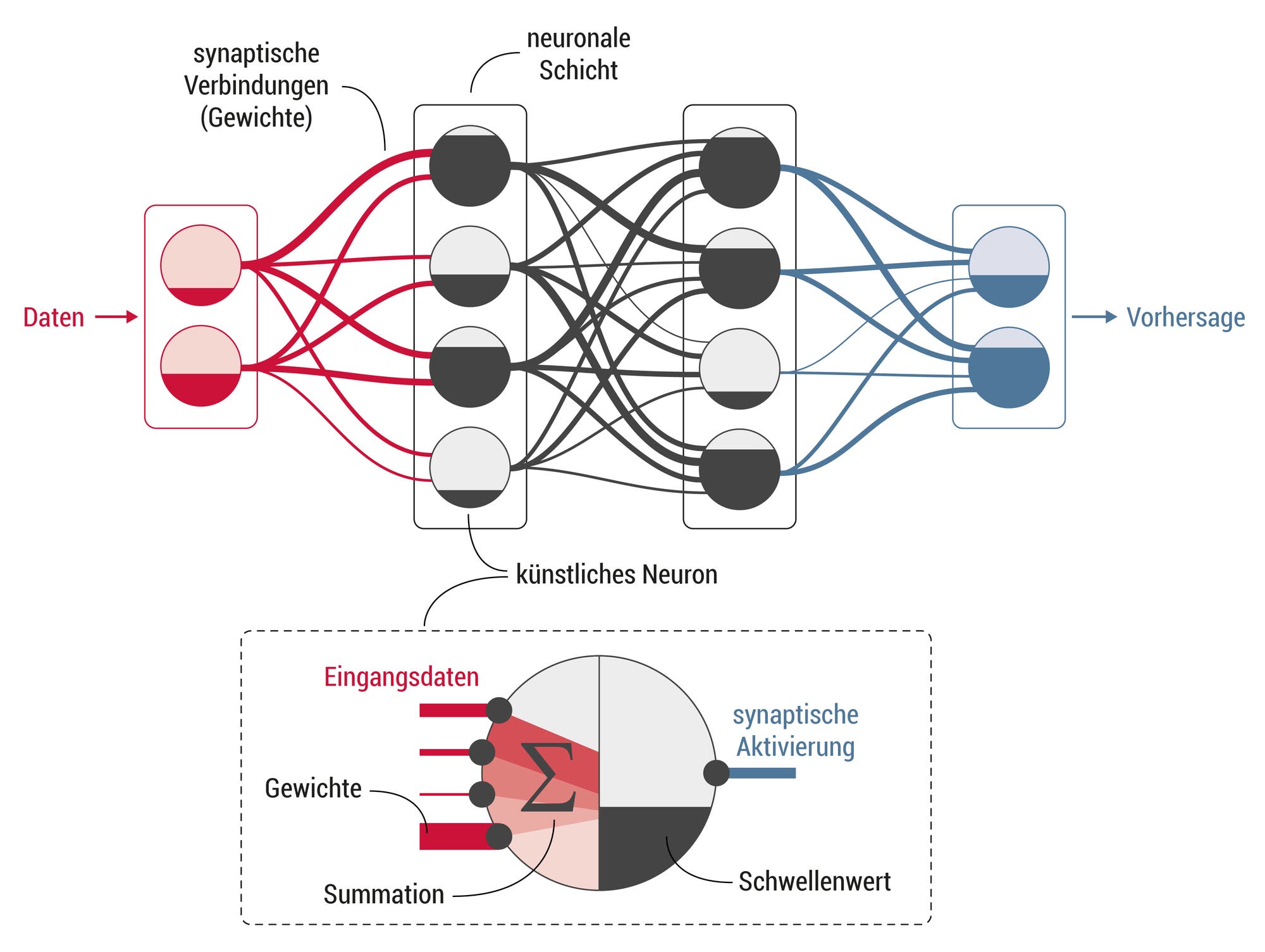 Diagramm eines neuronalen Netzwerks mit mehreren Schichten. Links werden Daten in das Netzwerk eingespeist. Diese Daten durchlaufen synaptische Verbindungen, die als Gewichte dargestellt sind, und bewegen sich durch mehrere neuronale Schichten. Jedes Neuron ist mit anderen durch Linien verbunden, die die synaptischen Verbindungen darstellen. Rechts wird eine Vorhersage ausgegeben. Unten ist eine Vergrößerung eines künstlichen Neurons dargestellt, das den Prozess der synaptischen Aktivierung zeigt, einschließlich Eingabedaten, Gewichten, Summation und Schwellenwert.
