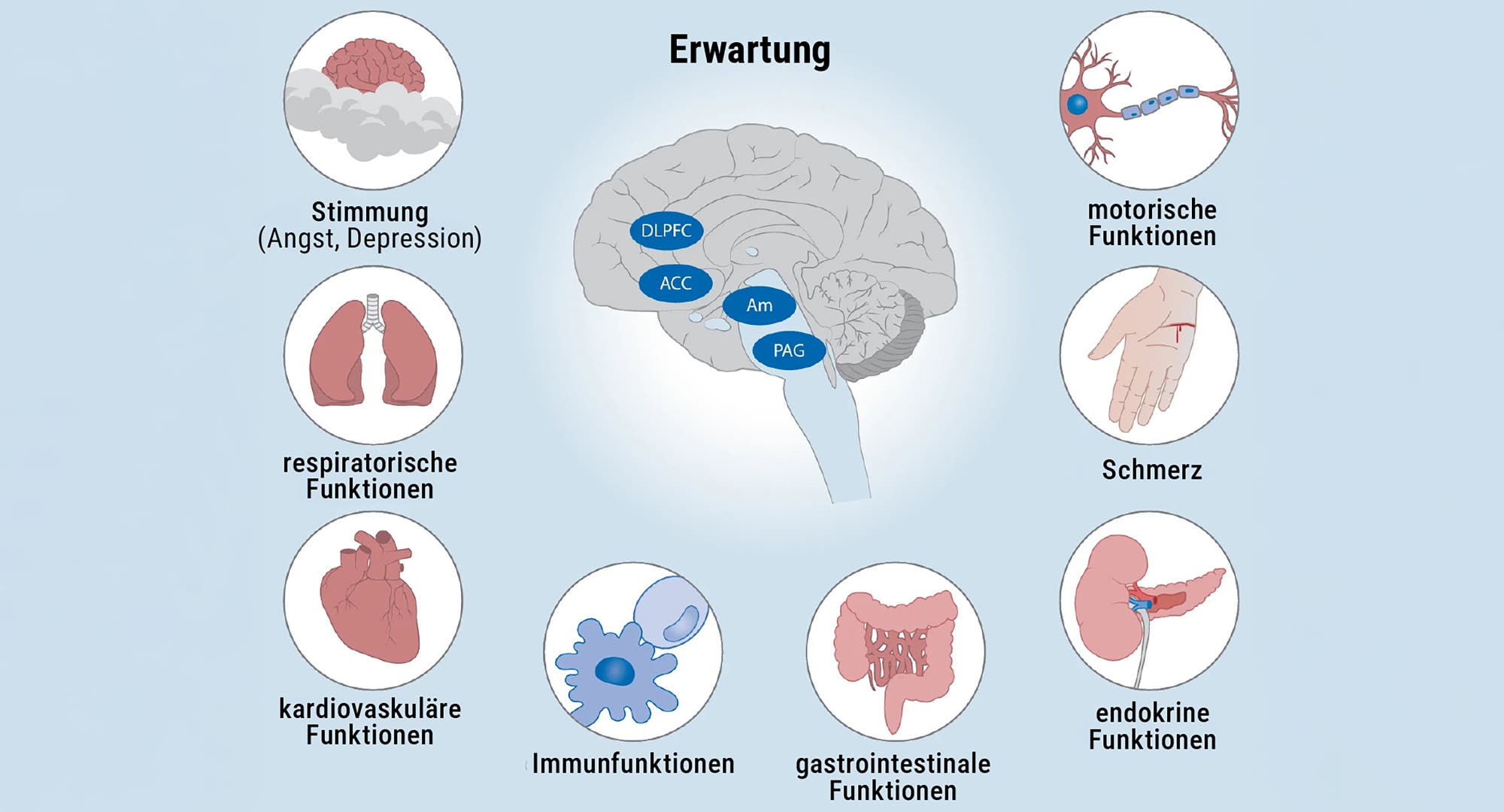 Ein anatomisches Diagramm zeigt die Auswirkungen von Erwartungen auf verschiedene Körperfunktionen. In der Mitte ist ein Gehirn mit markierten Bereichen: DLPFC, ACC, Amygdala und PAG. Um das Gehirn herum sind Symbole für verschiedene Funktionen: Stimmung (Angst, Depression), motorische Funktionen, Schmerz, endokrine Funktionen, gastrointestinale Funktionen, Immunfunktionen, kardiovaskuläre Funktionen und respiratorische Funktionen. Jedes Symbol ist mit einem entsprechenden Organ oder System illustriert.