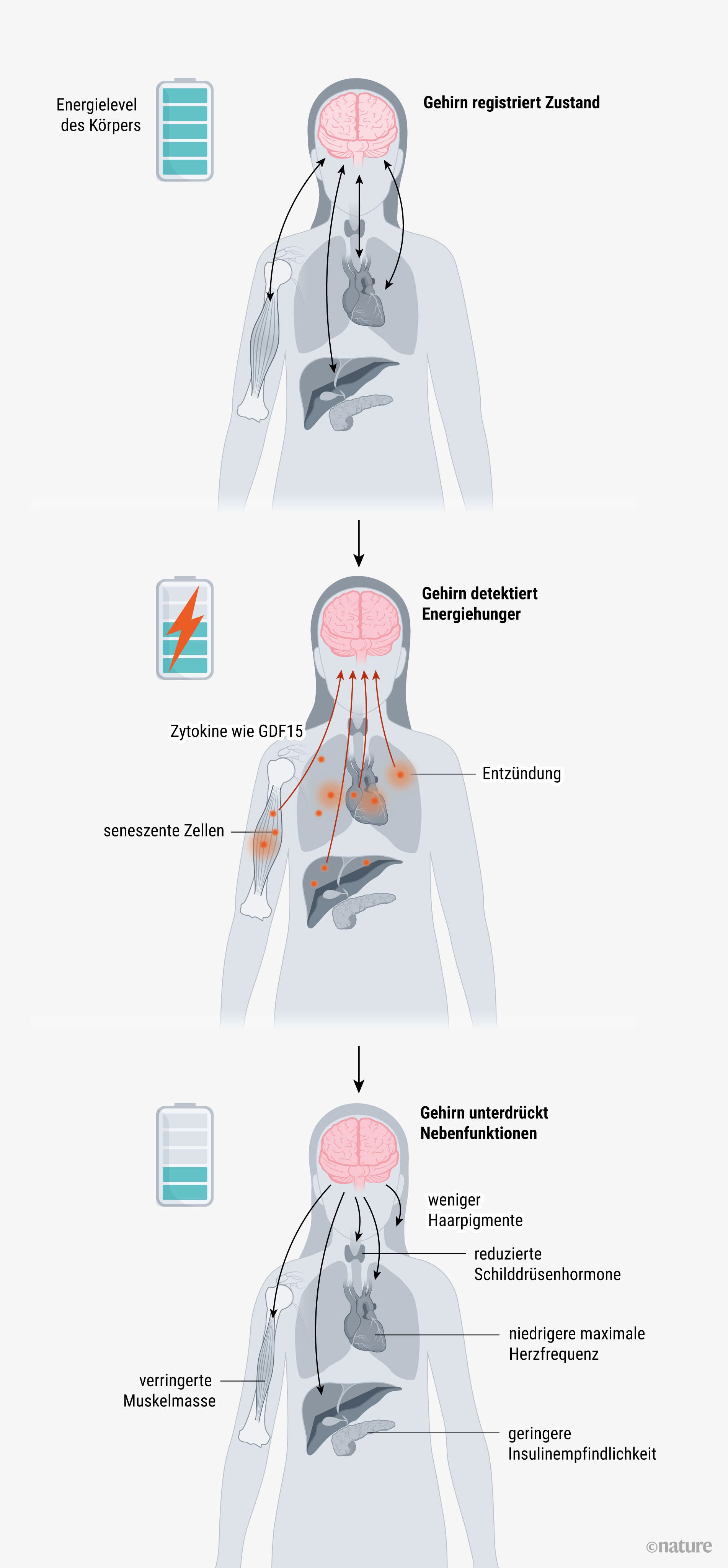 Diagramm zur Energieverwaltung und Alterung: Die Abbildung zeigt drei Phasen des Alterungsprozesses im menschlichen Körper. Links überwacht das Gehirn die Zellen und erkennt den Energielevel. In der Mitte signalisiert das Gehirn hohe Energiebedarfe durch Zytokine wie GDF15, was zu Entzündungen und seneszenten Zellen führt. Rechts unterdrückt das Gehirn nichtessenzielle Funktionen, was zu reduzierter Haarpigmentierung, verminderter Schilddrüsenhormonproduktion, niedrigerer maximaler Herzfrequenz und reduzierter Insulinsensitivität führt. Der Text beschreibt, wie Alterung mit der Energieverwaltung des Gehirns verbunden ist.