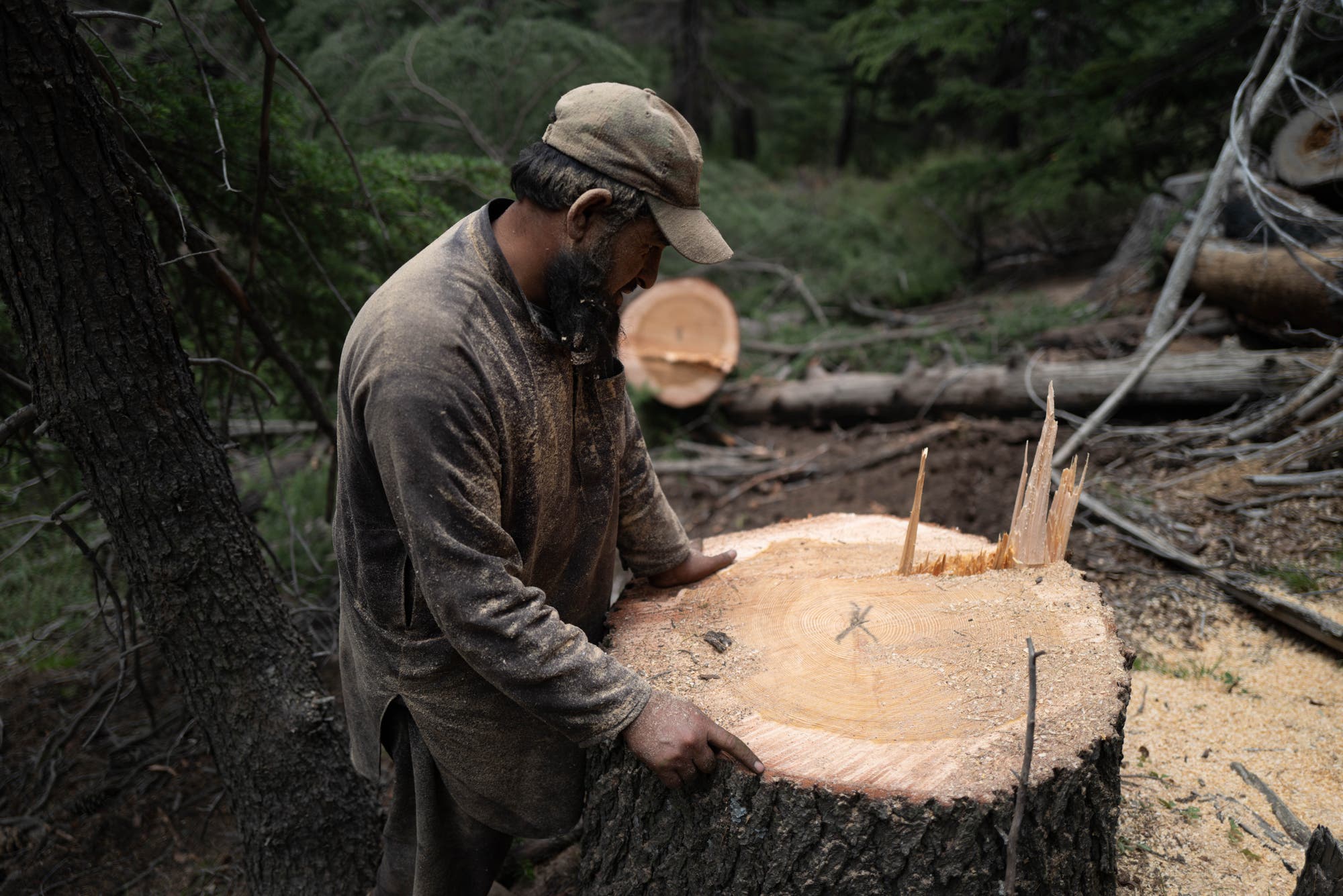 Der Holzfäller Dilaram zählt die Ringe eines großen Baumstumpfes.