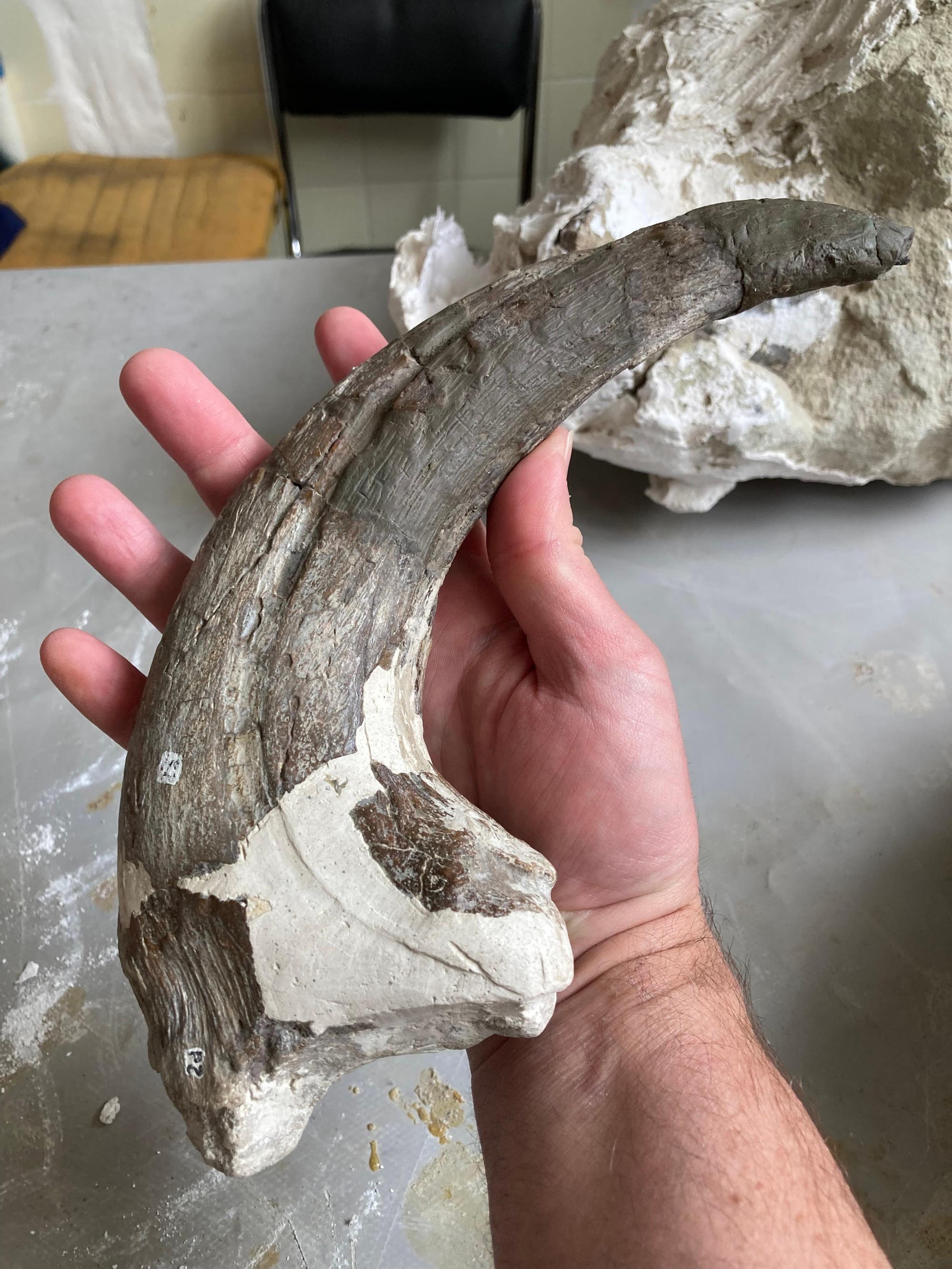 Eine Hand hält ein großes, gebogenes Fossil, das wie eine Klaue aussieht. Das Fossil hat eine raue, bräunliche Oberfläche mit einigen helleren Bereichen, die möglicherweise restauriert wurden. Im Hintergrund ist ein unscharfer, heller Gegenstand zu sehen, der ebenfalls fossilisiert erscheint. Die Szene spielt sich auf einem Tisch ab, der mit Staub oder kleinen Partikeln bedeckt ist.
