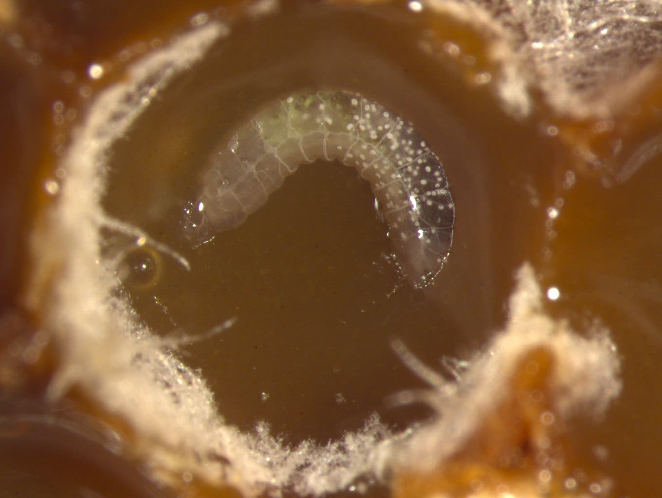 Larve der Scaptotrigona depilis verspeist den Monascus-Pilz