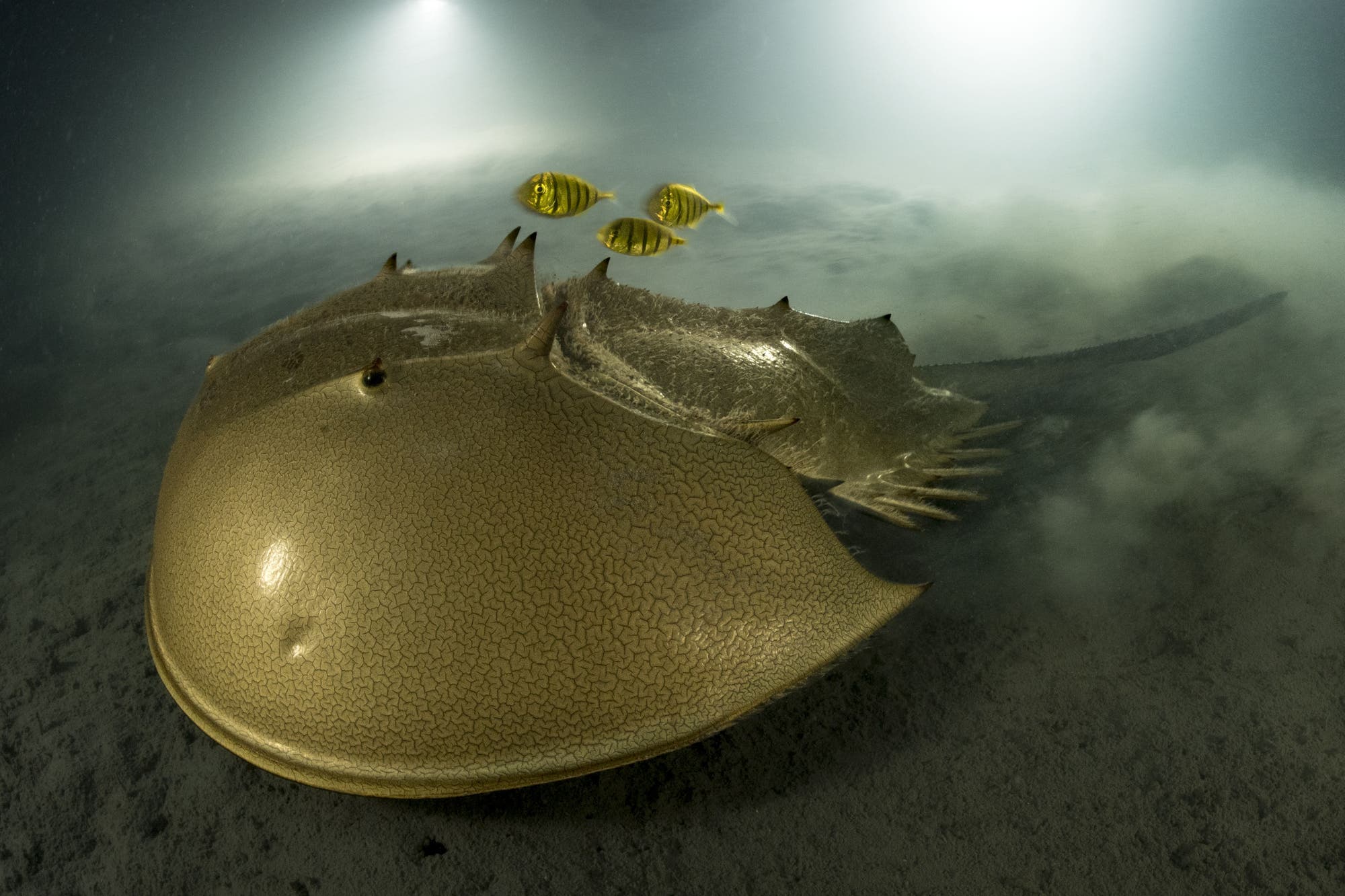 Ein goldglänzender Pfeilschwanzkrebs schwebt über dem Meeresboden.