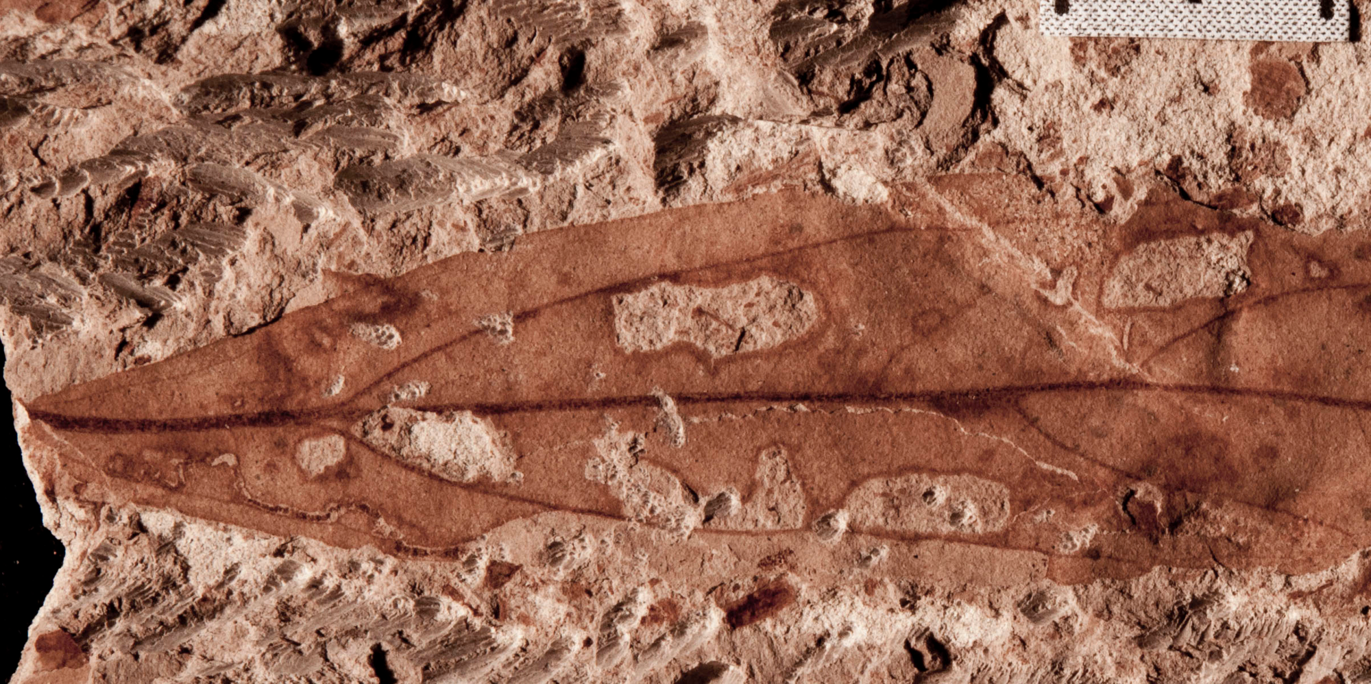 Fossiles Blatt mit Fraßspuren
