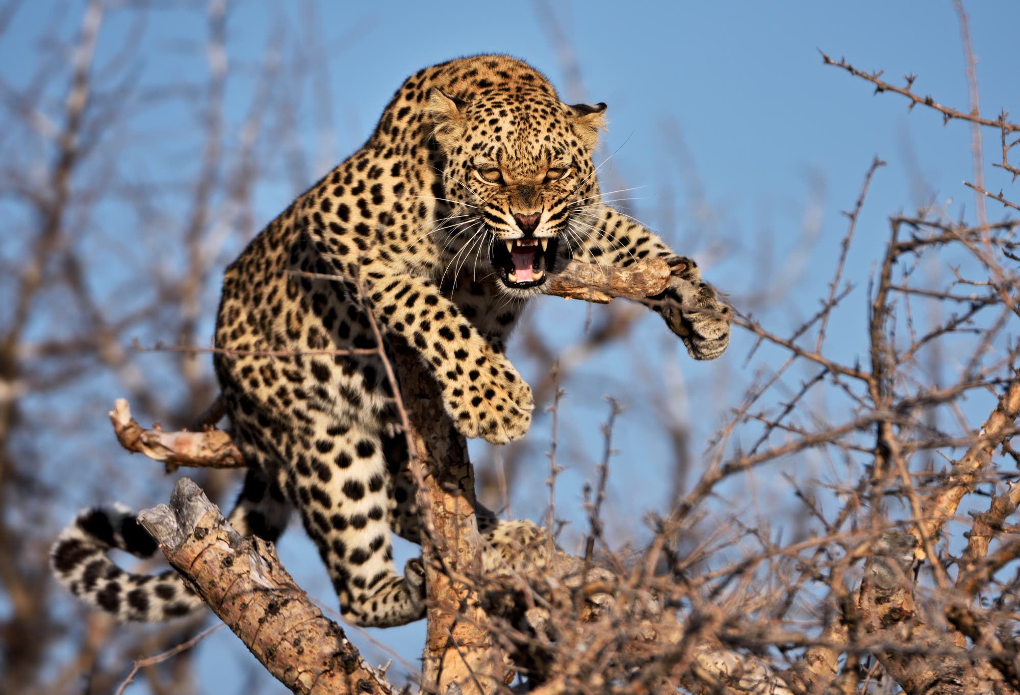 Fauchender Leopard in einem Baum (Symbolbild)