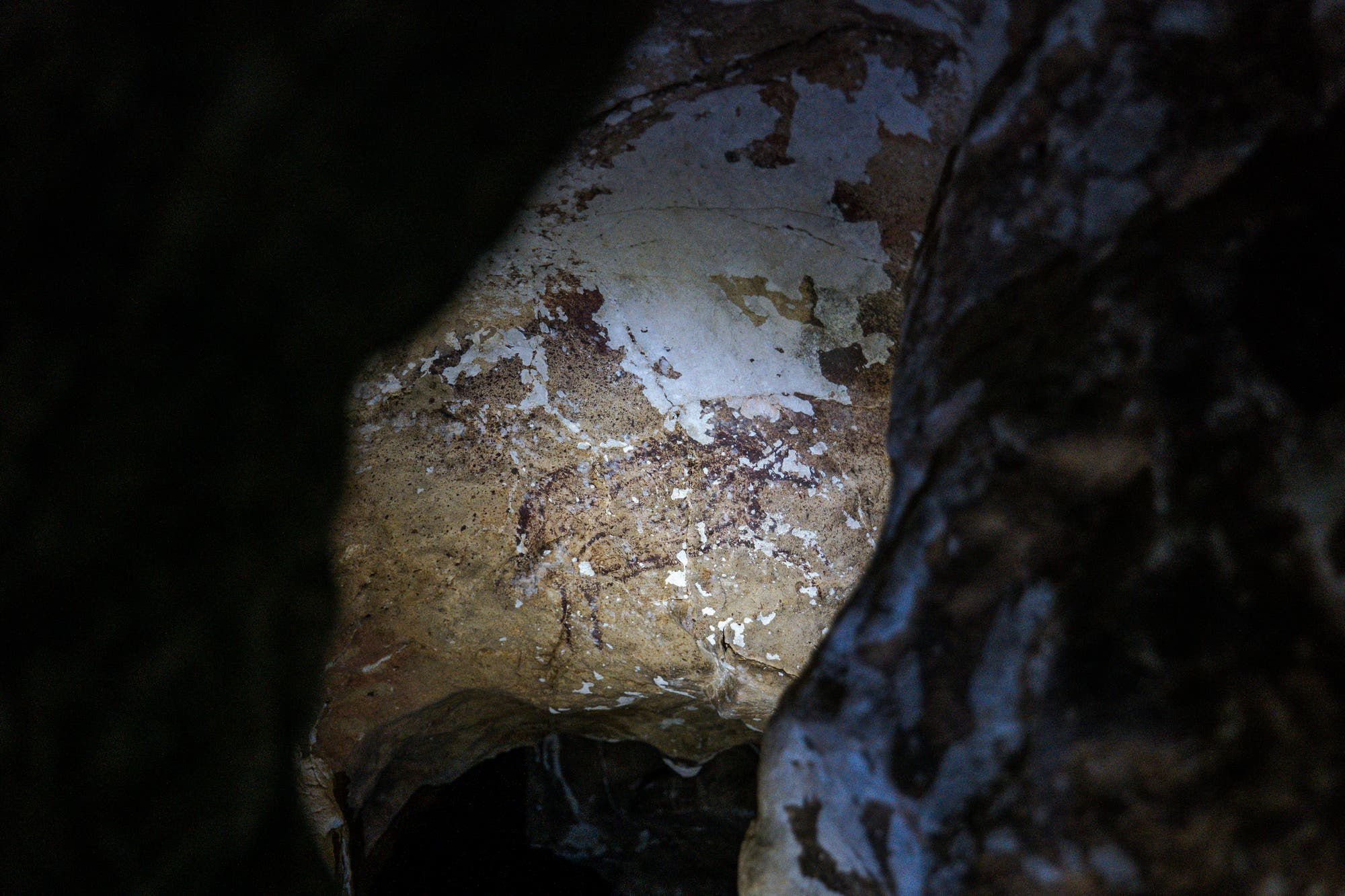 Die Darstellung eines Anoa, eines Zwergbüffels, befindet sich in der Höhle Leang Pettae. 