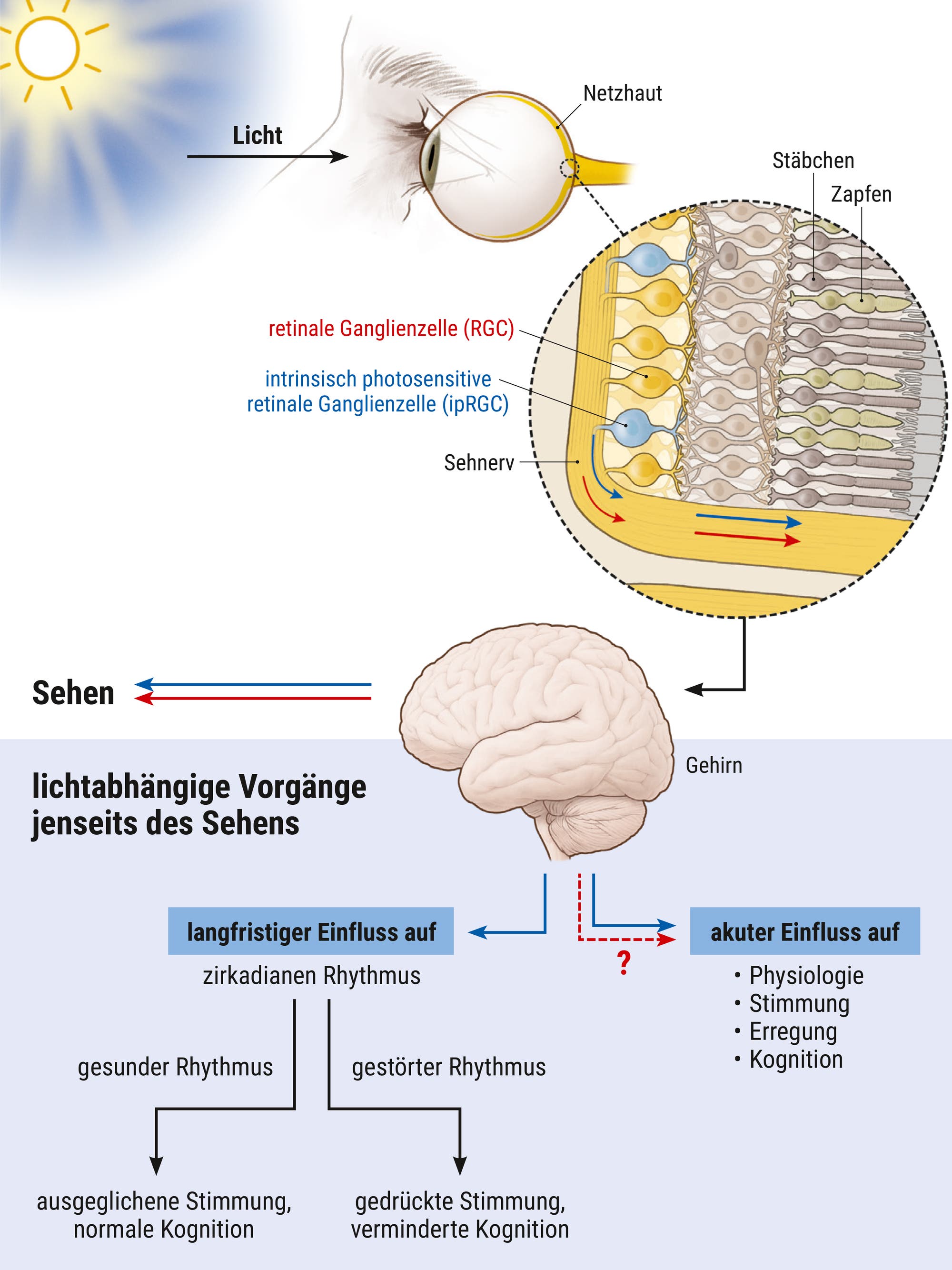 Grafik zur Arbeitsweise der intrinsisch photosensitiven retinalen Ganglienzellen