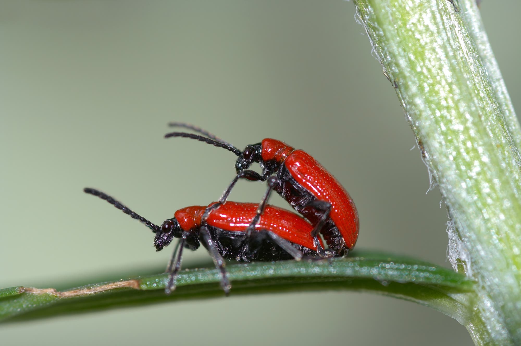 Zwei Käfer im Akt der Fortpflanzung