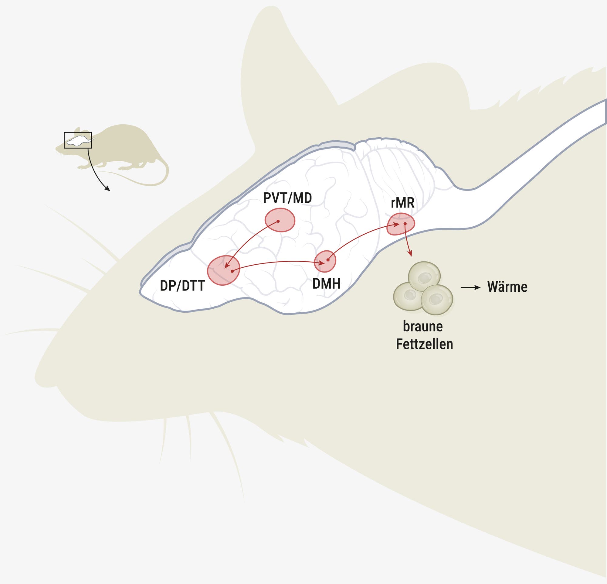 Diagramm eines Rattengehirns, das die Rolle der Hirnregion DP/DTT (dorsal peduncular cortex / dorsal taenia tecta) bei der Regulierung der Körpertemperatur unter sozialem Stress zeigt. Die Region wird durch den Thalamus, den Nucleus paraventricularis (PVT) und den Nucleus mediodorsalis (MD) aktiviert. Diese Aktivierung beeinflusst den dorsomedialen Hypothalamus (DMH), der Signale an die rostralen Raphekerne (rMR) sendet, um braunes Fettgewebe zur Wärmeerzeugung zu stimulieren. Links im Bild befindet sich eine Textbeschreibung, die diesen Prozess erläutert.