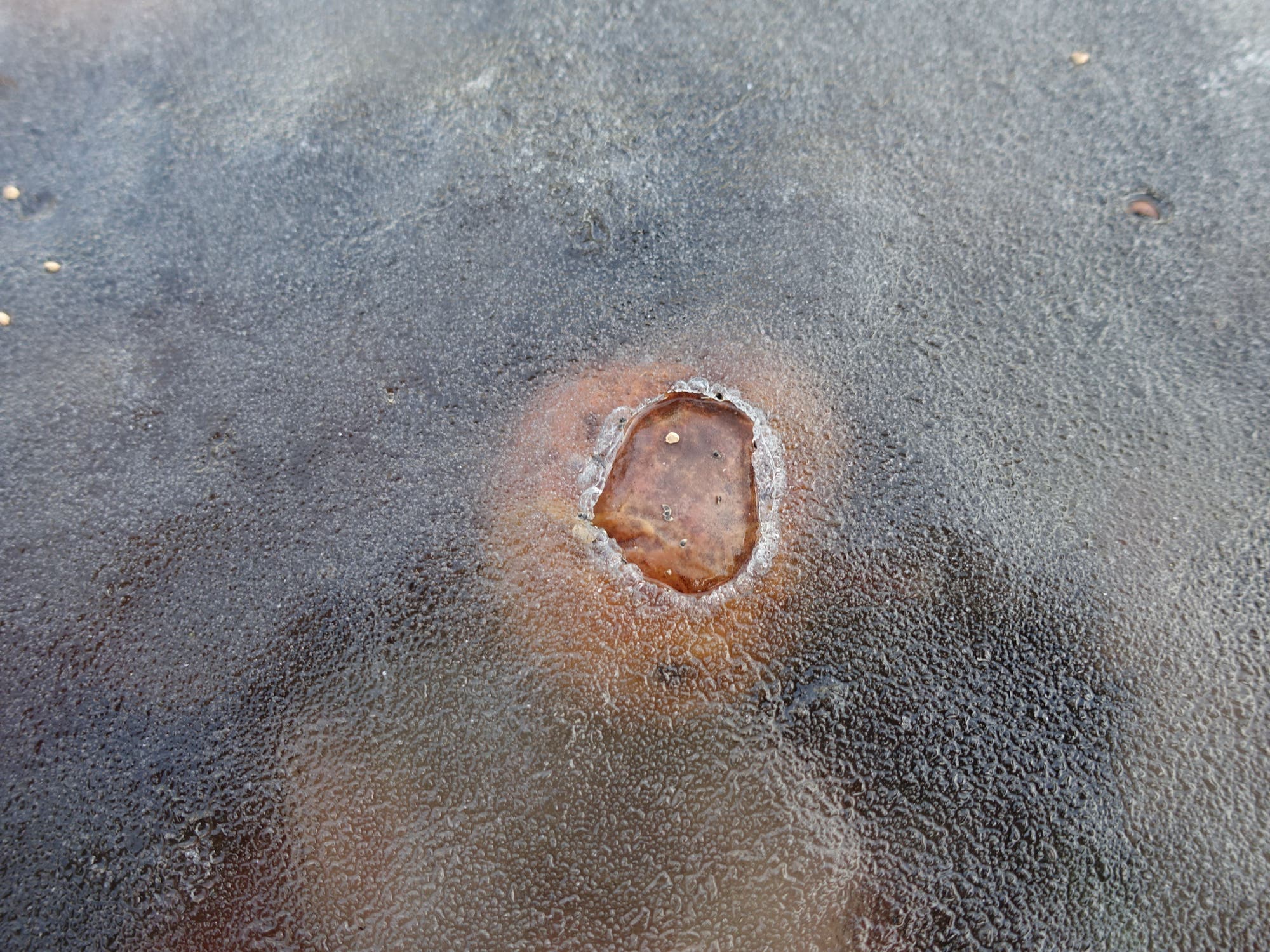 Ein Seerosenblatt an der unteren Seite einer Eisschicht frisst sich allmählich hindurch