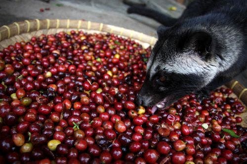 Welche Punkte es vorm Bestellen die Schleichkatzenkaffee zu bewerten gilt