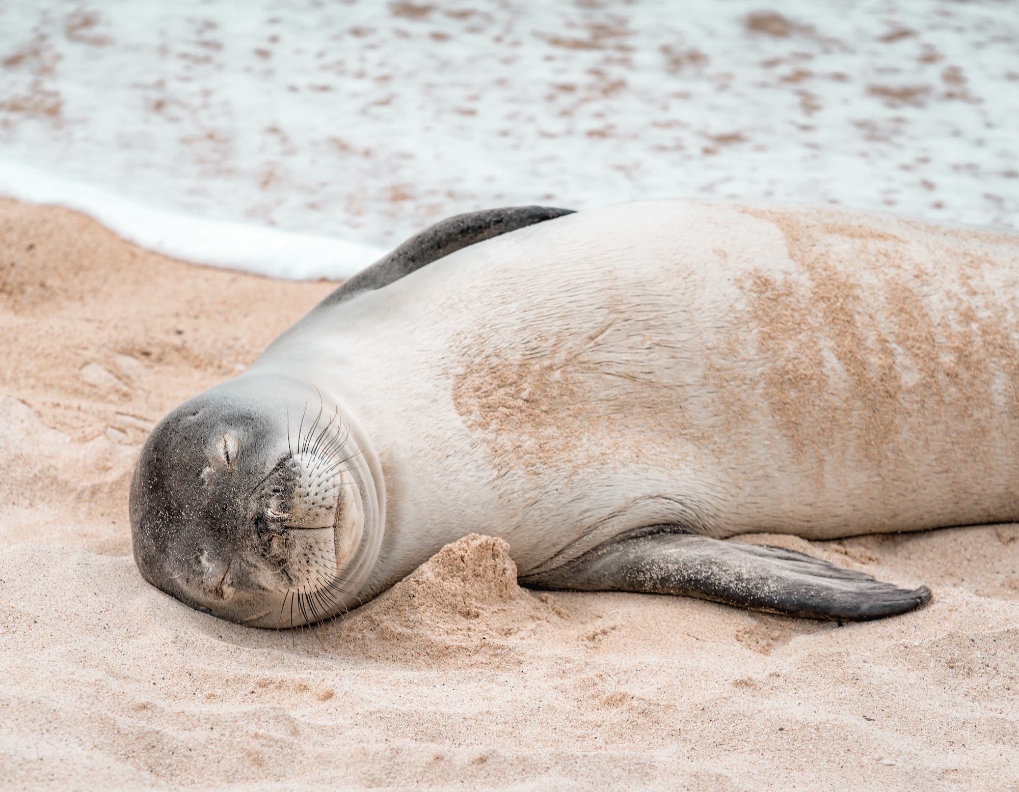 Eine Robbe liegt am Strand, mit geschlossenen Augen. Sand umgibt ihren Körper, während im Hintergrund sanfte Wellen an den Strand rollen. Die Szene vermittelt Ruhe.