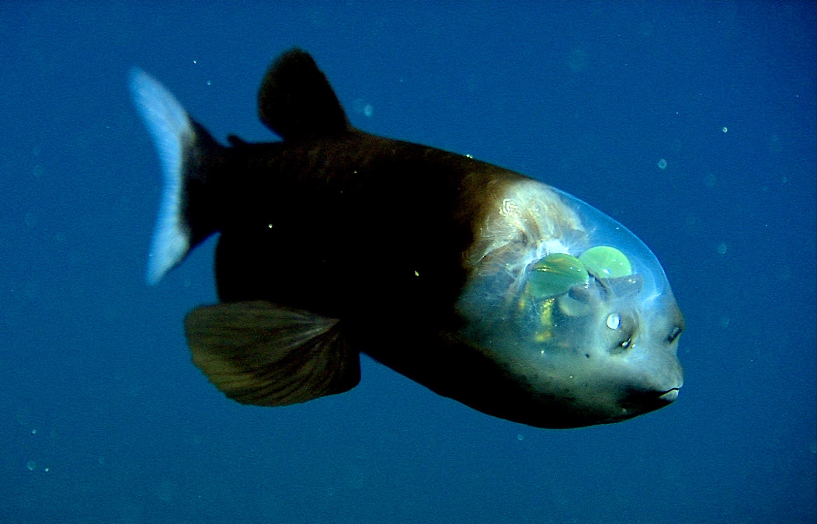 Ein Fisch mit einem durchsichtigen Kopf schwimmt im tiefblauen Wasser. Die inneren Strukturen des Kopfes sind sichtbar, einschließlich der Augen und anderer Organe. Der Körper des Fisches ist dunkel, während der Kopf eine transparente Kuppel aufweist, die einen Blick auf die komplexe Anatomie ermöglicht. Der Hintergrund ist einheitlich blau, was die Details des Fisches hervorhebt.
