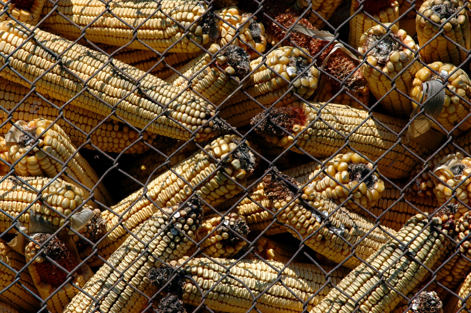 Verschimmelte Maiskolben – eine wichtige Quelle für Aflatoxine.