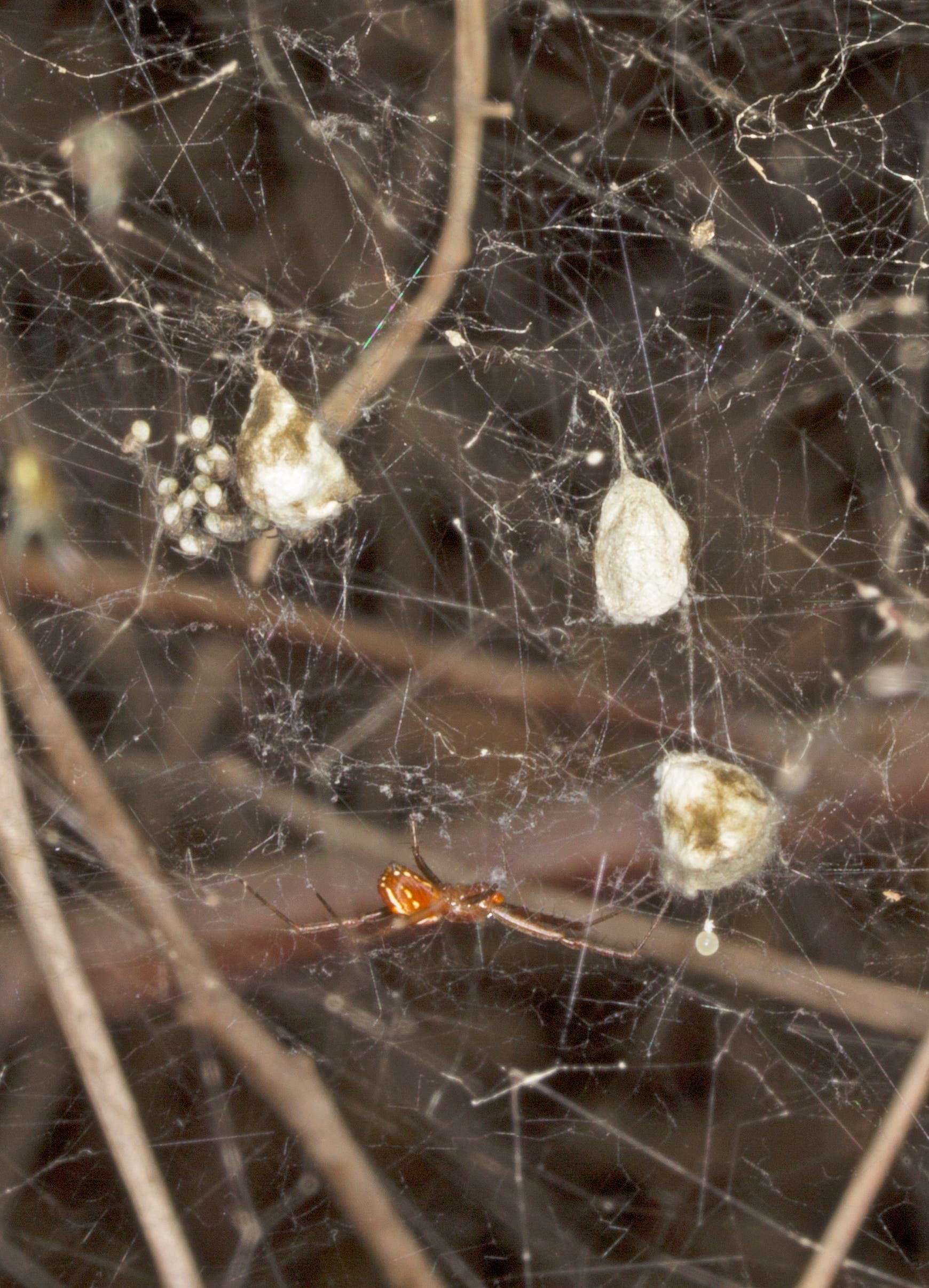Spinnenpapa mit Eipaketen