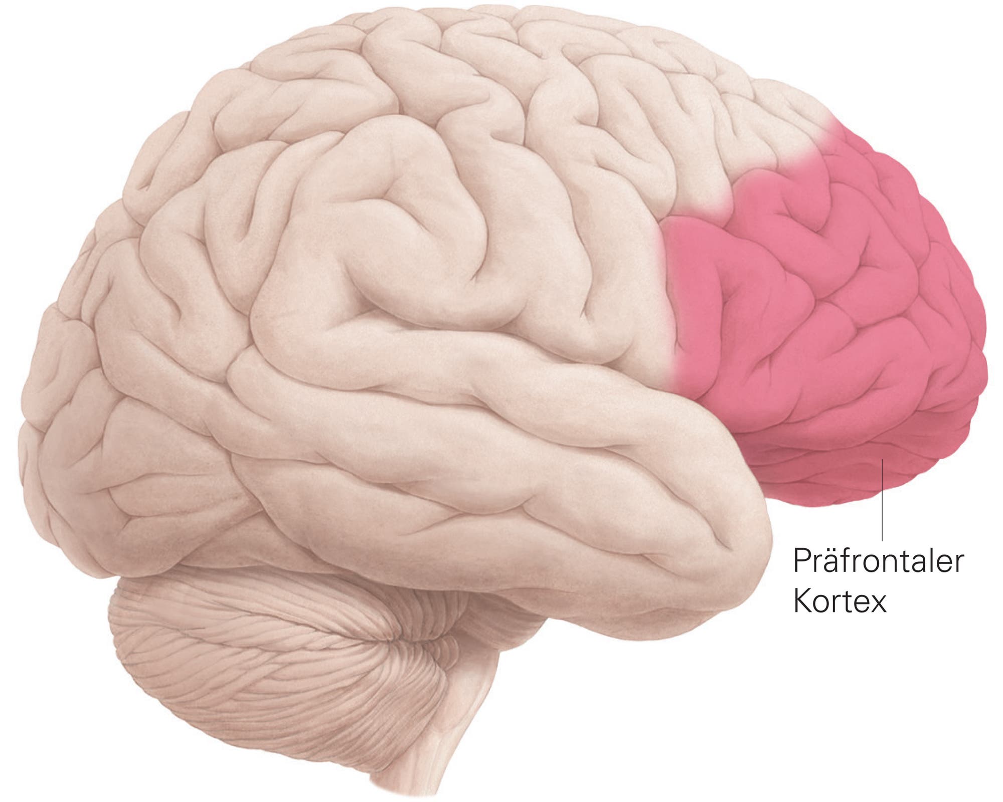 Darstellung eines menschlichen Gehirns von der Seite, mit Hervorhebung des präfrontalen Kortex in Rosa. Der präfrontale Kortex ist beschriftet und befindet sich im vorderen Bereich des Gehirns. Die Abbildung zeigt die Struktur und Lage dieses Bereichs im Kontext des gesamten Gehirns.