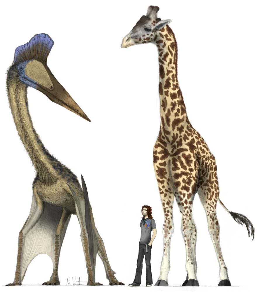 Pterosaurus im Vergleich