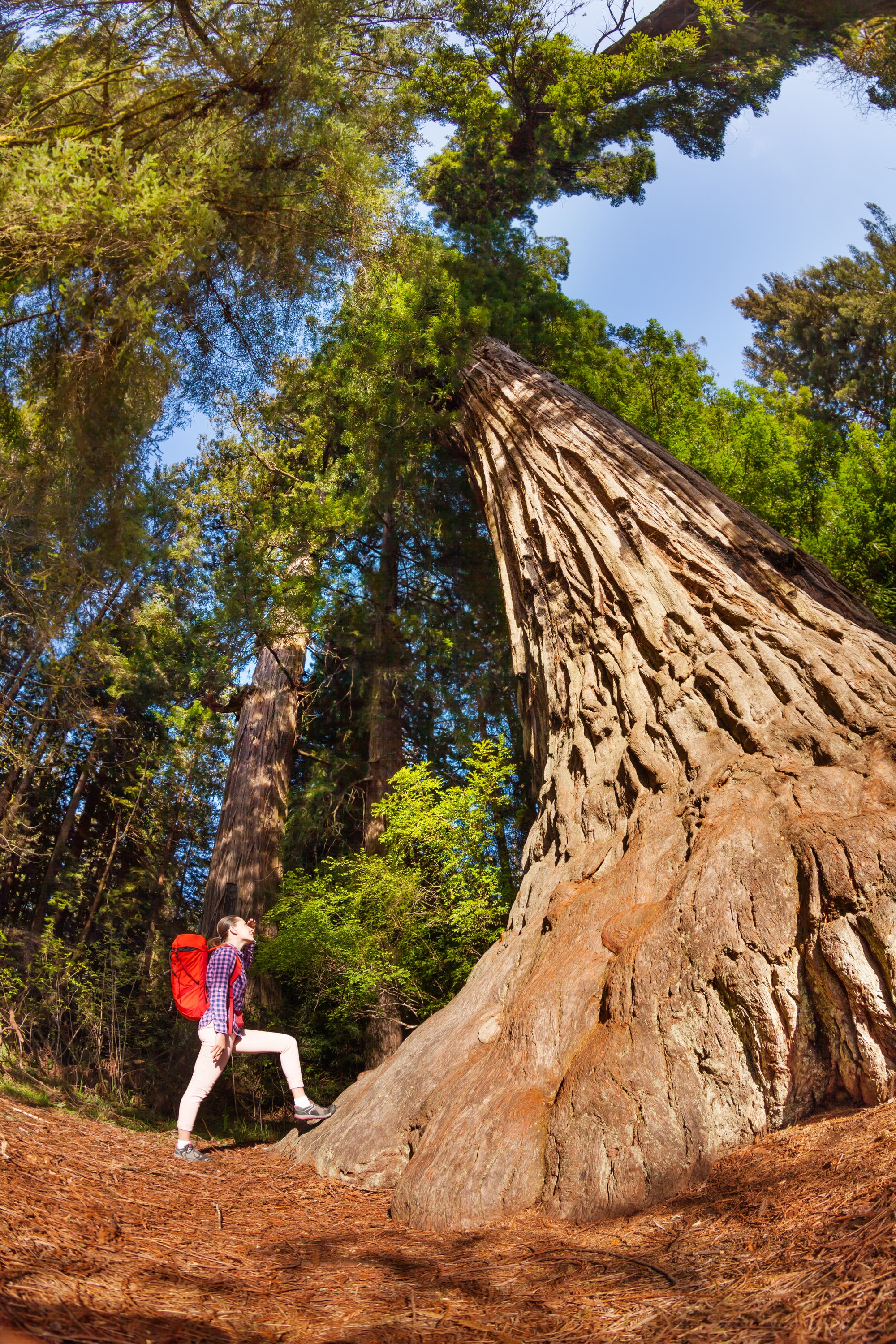 Mammutbaum im Redwood-Nationalpark