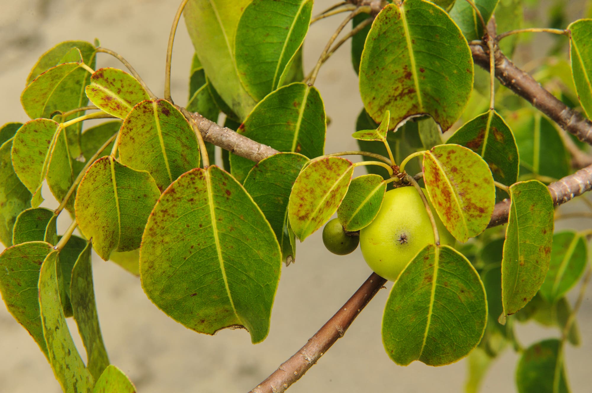 Manchinelbaum – Äpfelchen des Todes