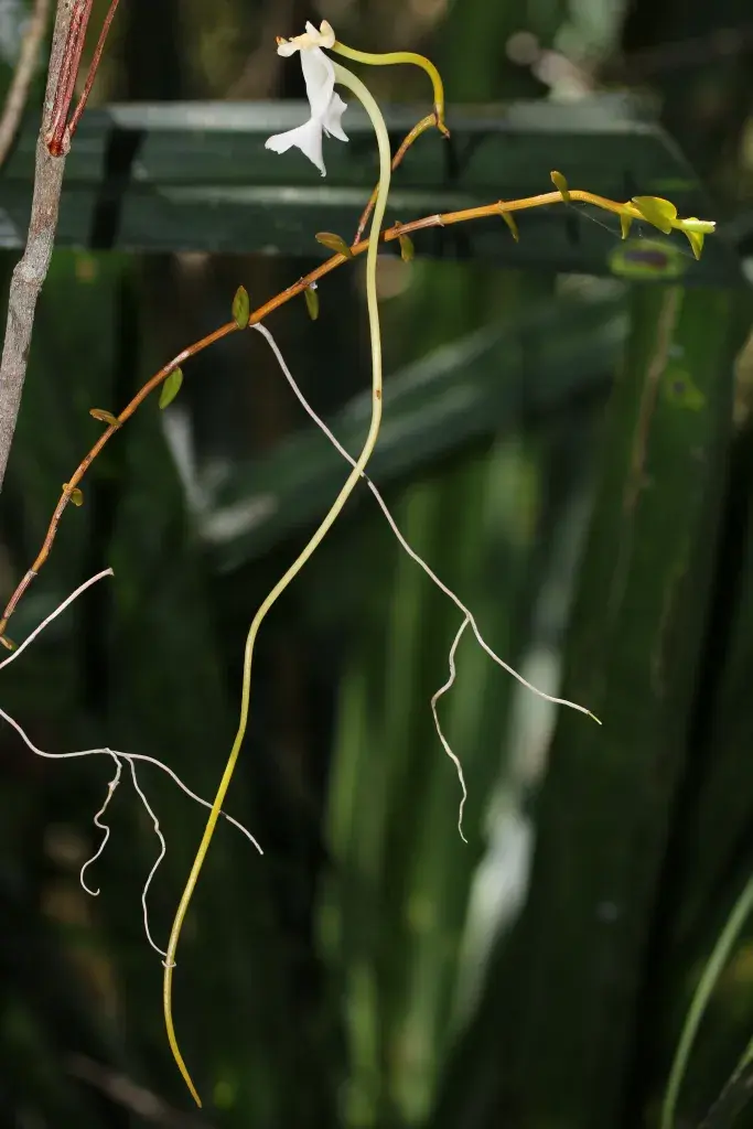 Gesamtansicht der Blüte der Orchidee Solenangis impraedicta mit sehr langem Blütenkelch vor natürlicher Vegetation im Hintergrund. Die Orchidee ist gelblich-weiß, der Blütenkelch grünlich