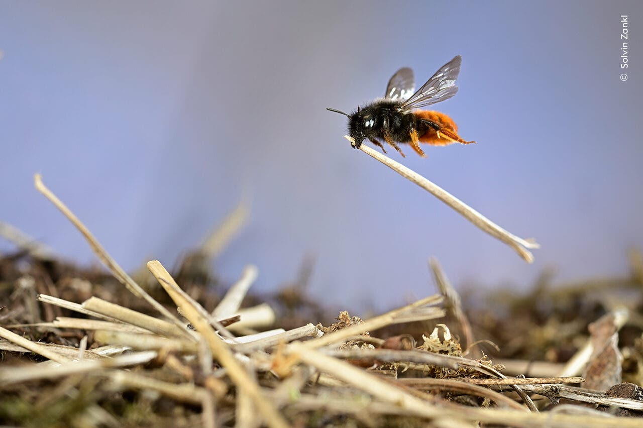 Eine Mauerbiene trägt Nistmaterial in ihren Mundwerkzeugen.