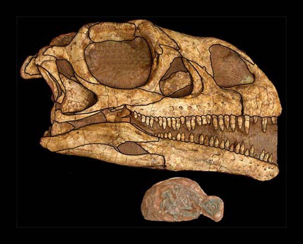 Kopf eines ausgewachsenen Dinosauriers und Embryo