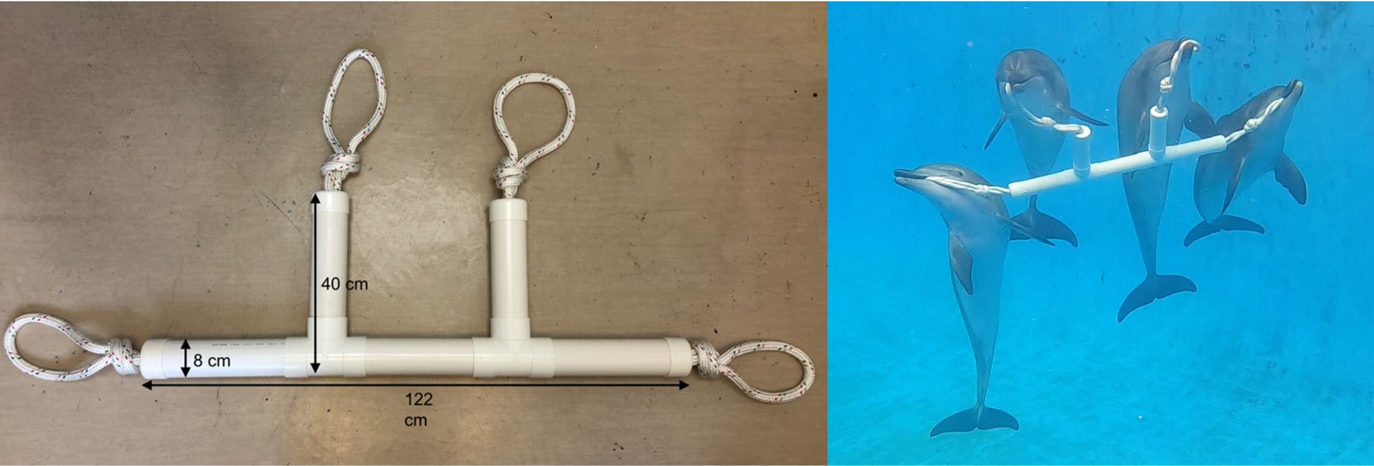 Ein Bild zeigt links ein t-förmiges Gerät aus weißen Rohren mit drei Schlaufen, das auf einem Tisch liegt. Die Maße sind 122&nbsp;Zentimeter in der Breite, 40&nbsp;Zentimeter in der Höhe und 8&nbsp;Zentimeter im Durchmesser. Rechts im Bild sind vier Delfine unter Wasser zu sehen, die das Gerät mit ihren Schnauzen tragen. Das Gerät scheint für die Interaktion mit den Delfinen konzipiert zu sein.
