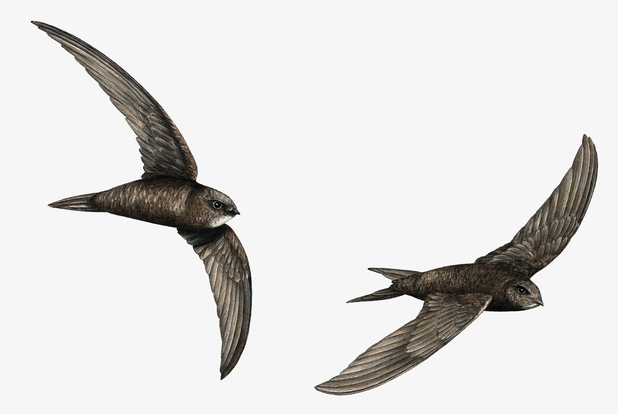 Zwei Mauersegler fliegen mit ausgebreiteten Flügeln durch die Luft. Die Vögel haben ein dunkles Gefieder und sind vor einem weißen Hintergrund abgebildet.